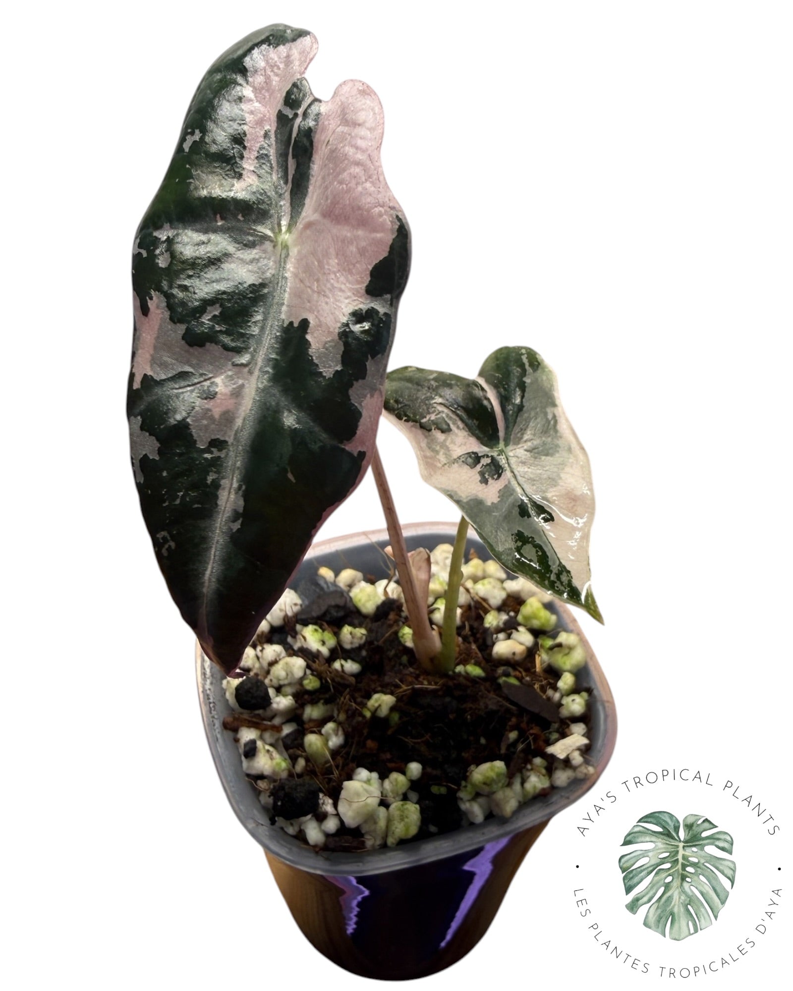Alocasia Nobilis Pink Variegated