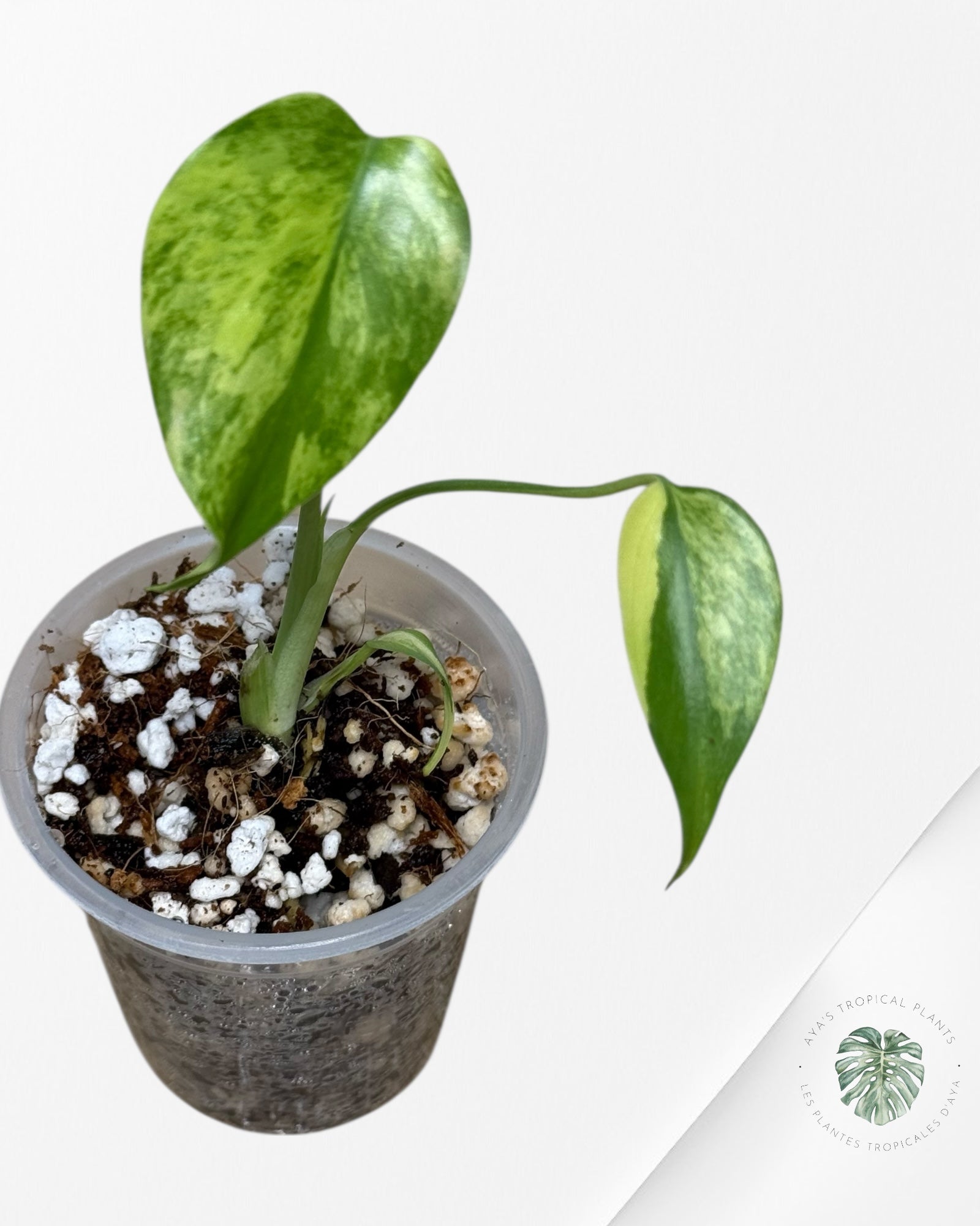 Monstera Aurea- 02
