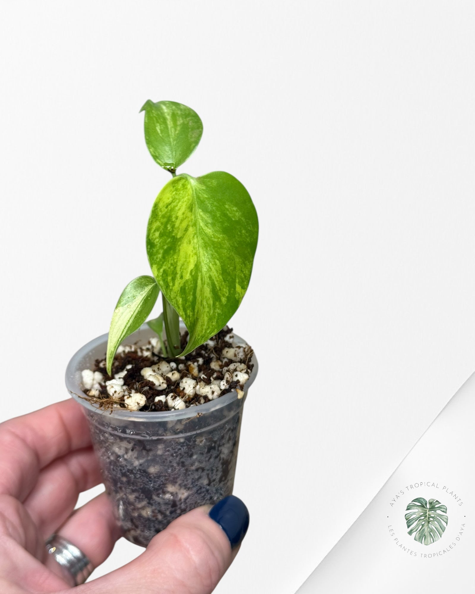 Monstera Aurea- 03