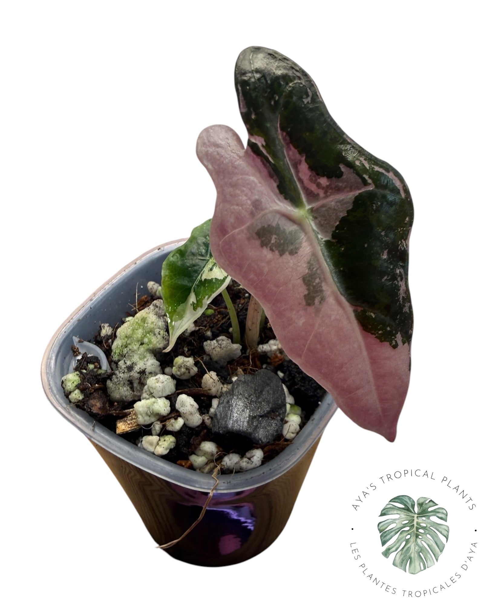 Alocasia Nobilis Pink Variegated