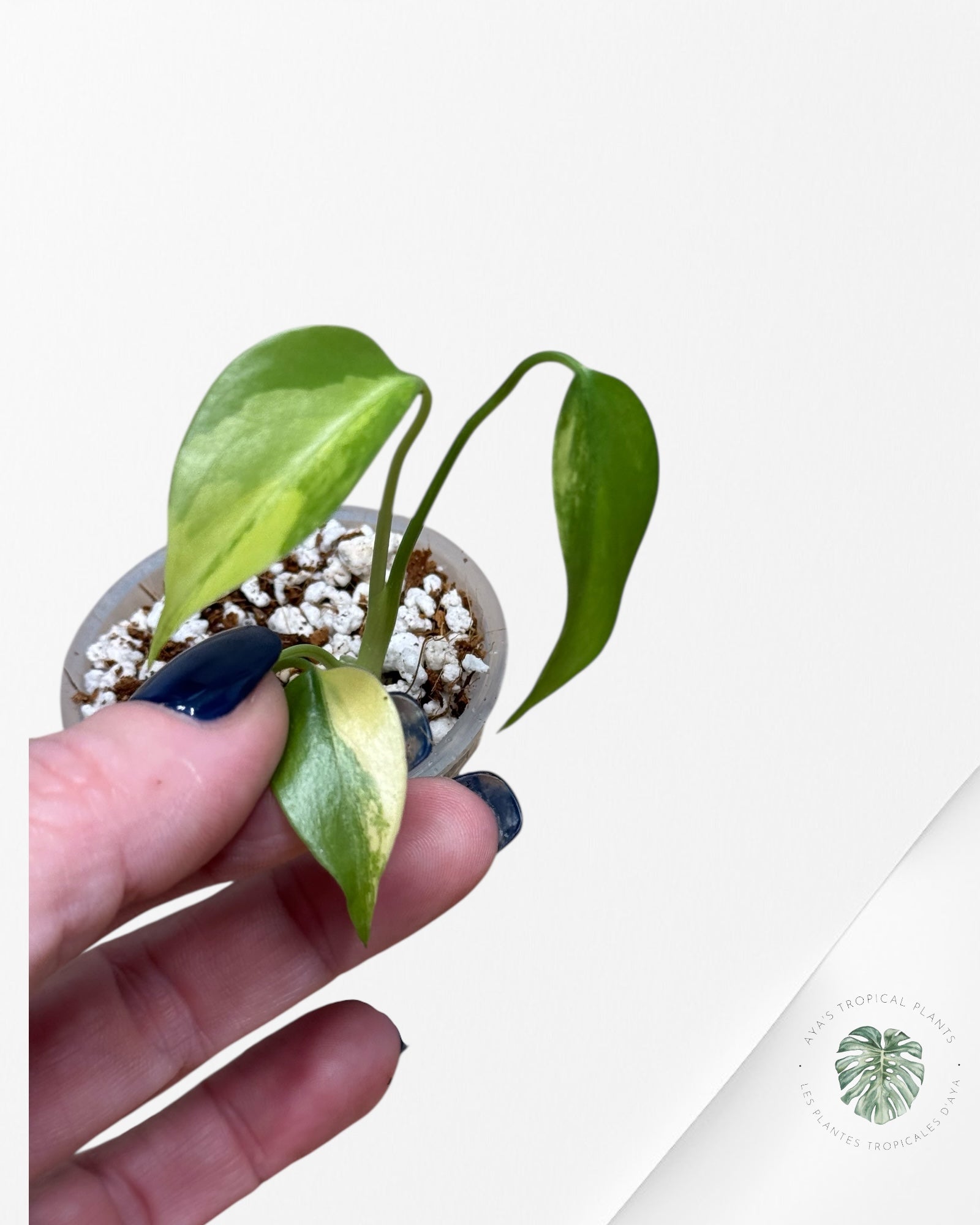 Monstera Aurea- 00