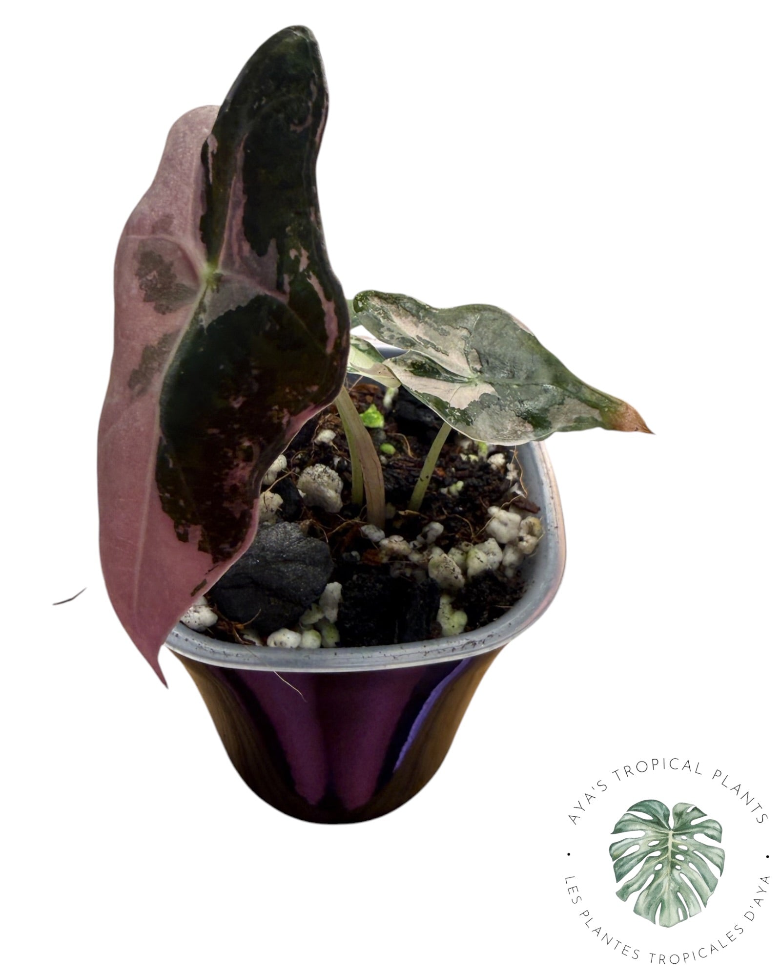 Alocasia Nobilis Pink Variegated