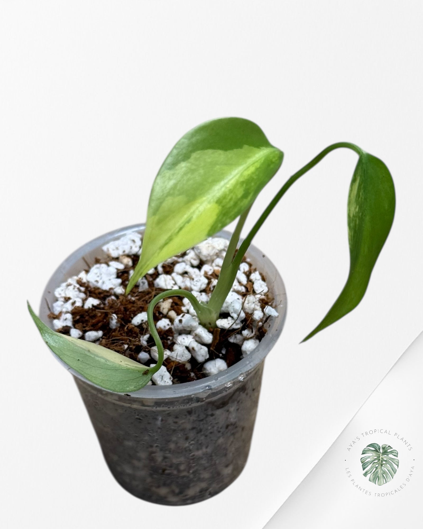 Monstera Aurea- 00