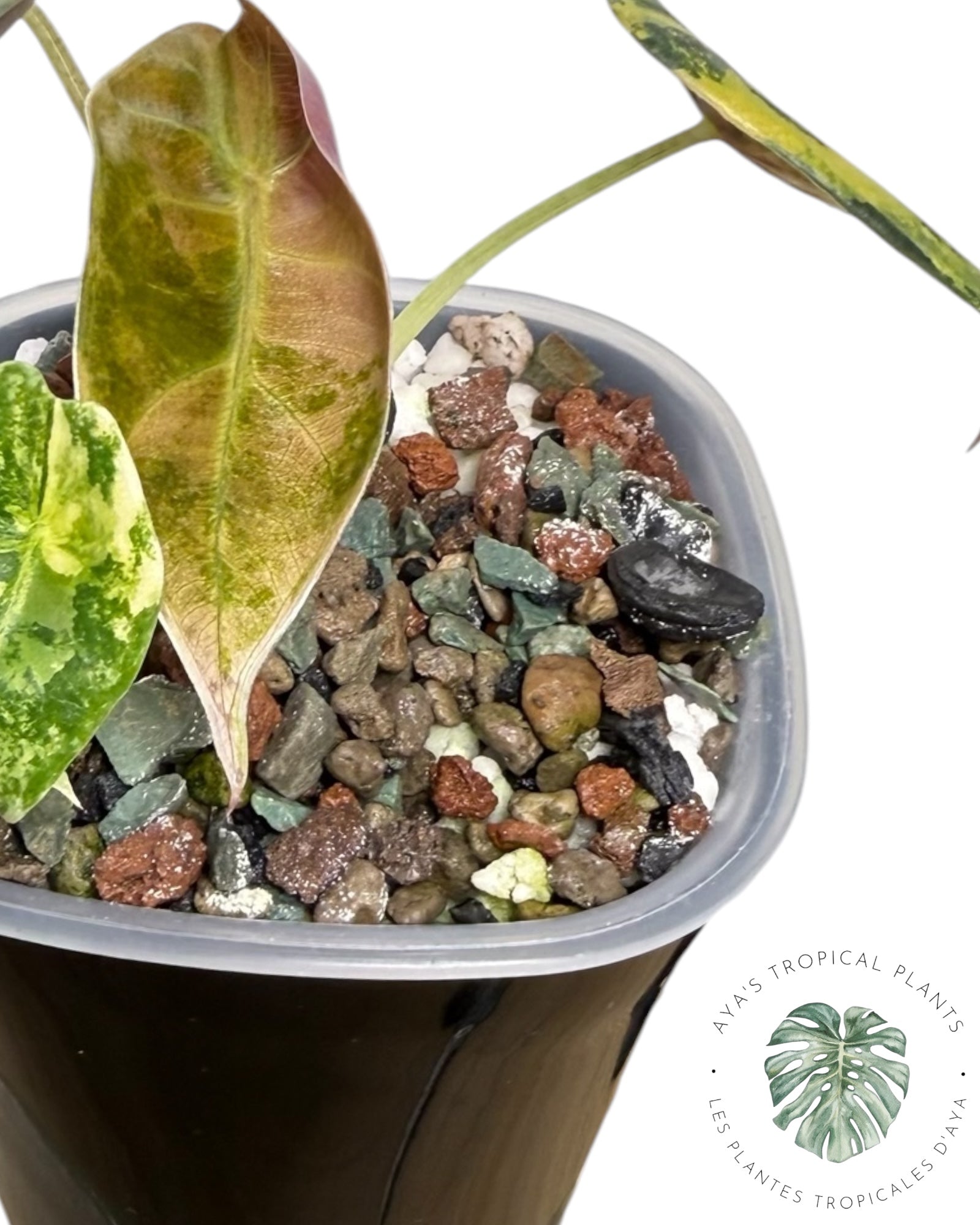 Alocasia Sedenii Aurea Variegated