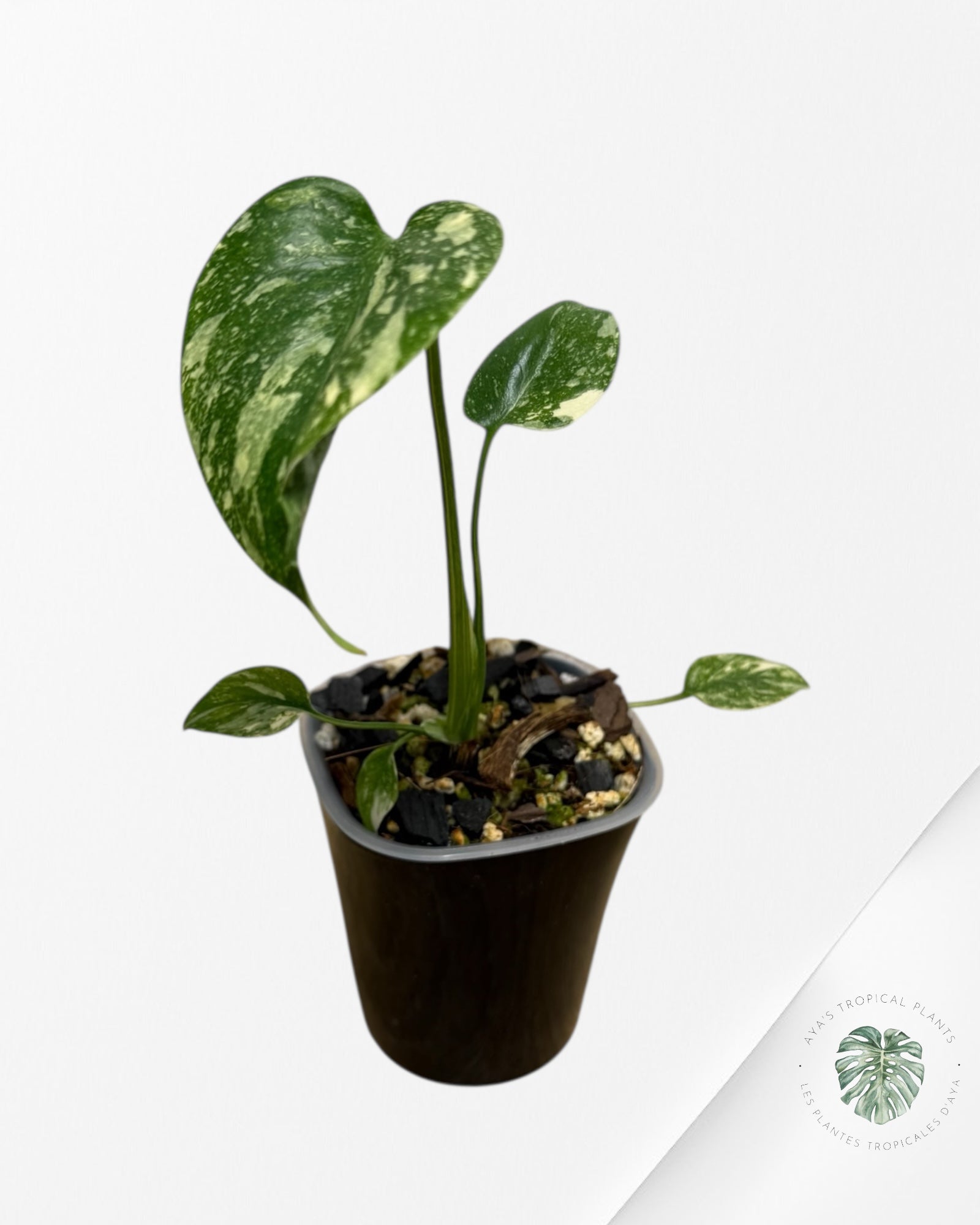 Monstera Thai Constellation Creme Brûlée