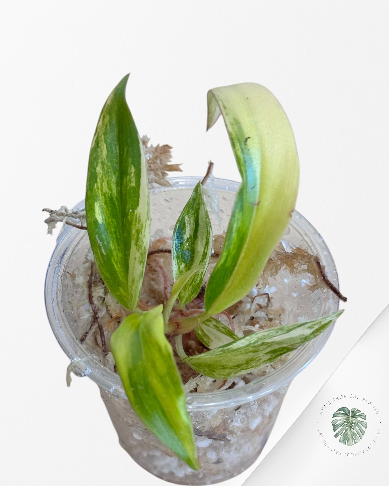 Philodendron Caramel Marble-LU