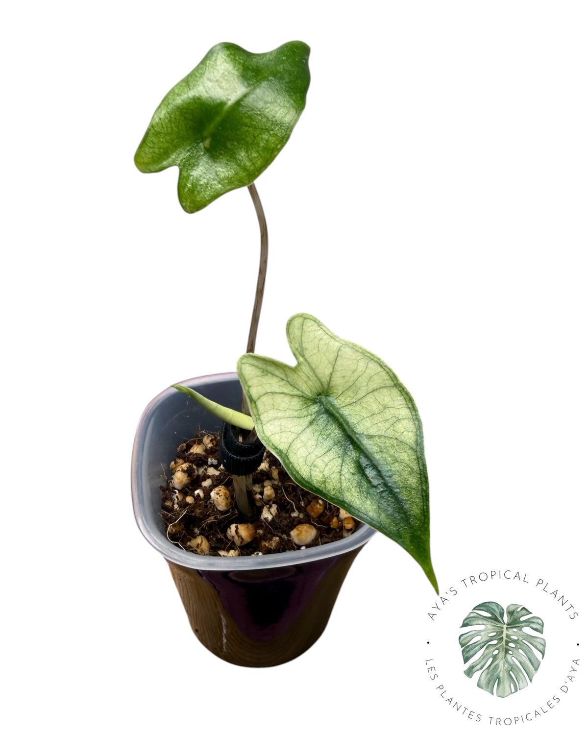 Alocasia Zebrina Mint