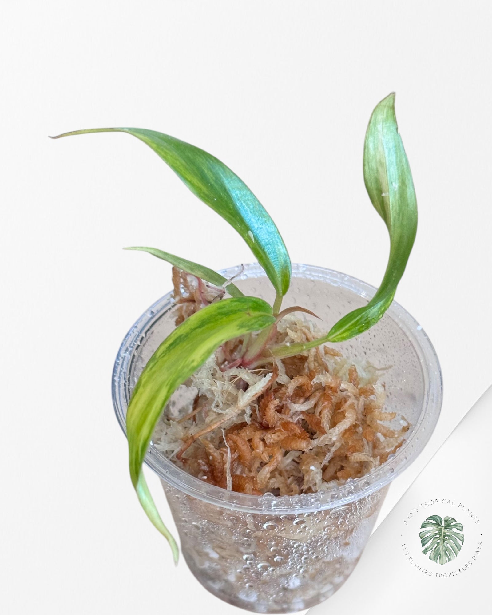 Philodendron Caramel Marble-LU1