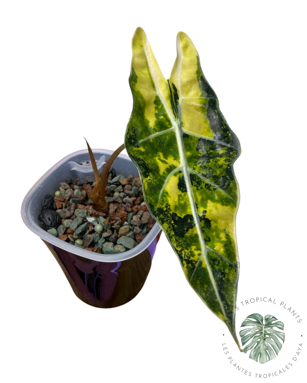 Alocasia Sanderiana ‘Bull’ Aurea Variegated