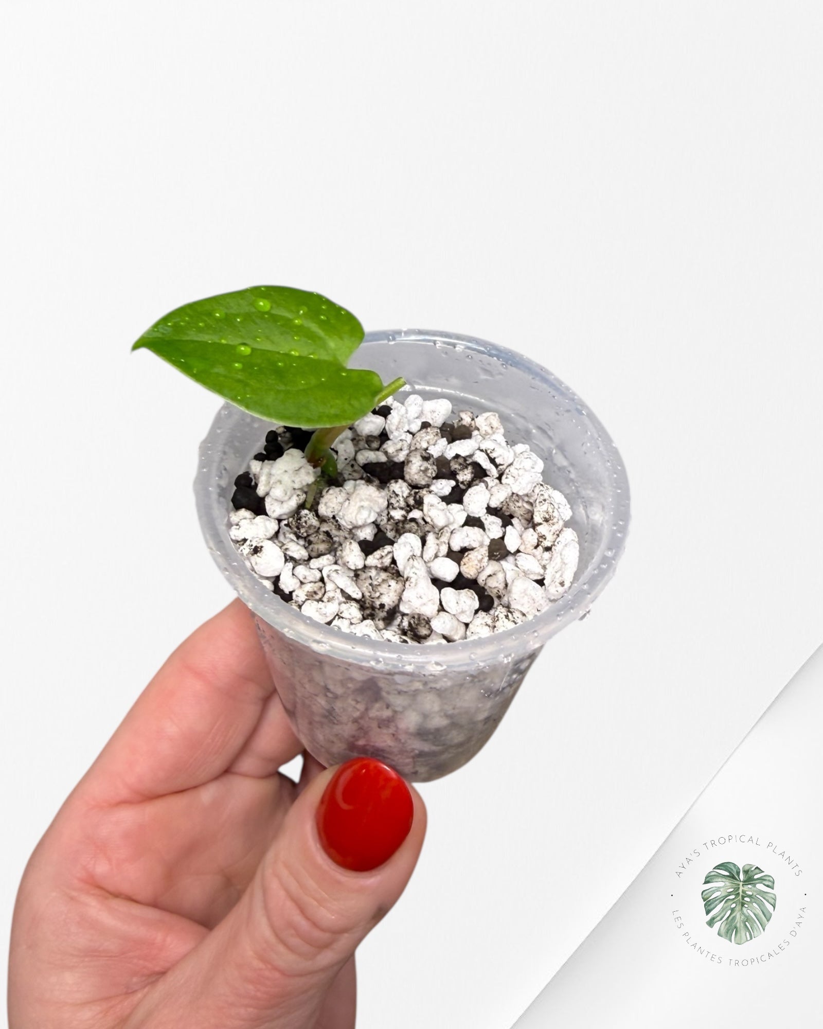 Anthurium Black Magic