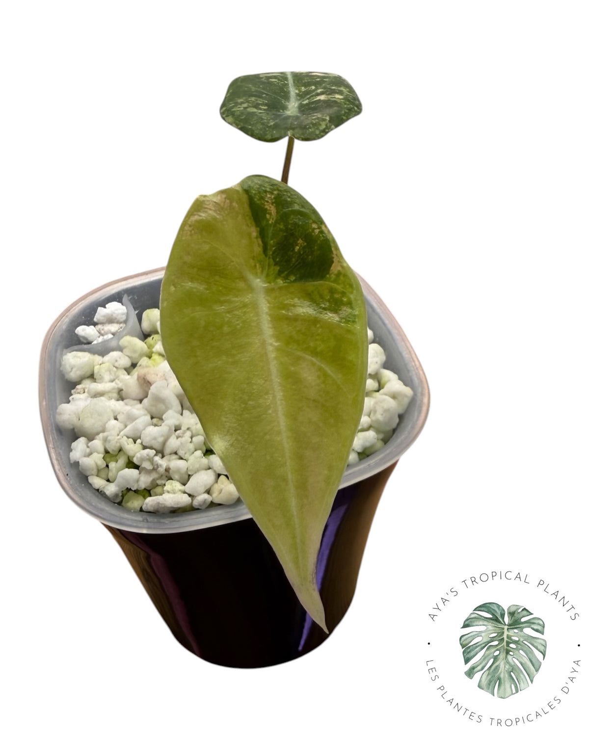 Alocasia Longiloba Grandis Aurea Panaché