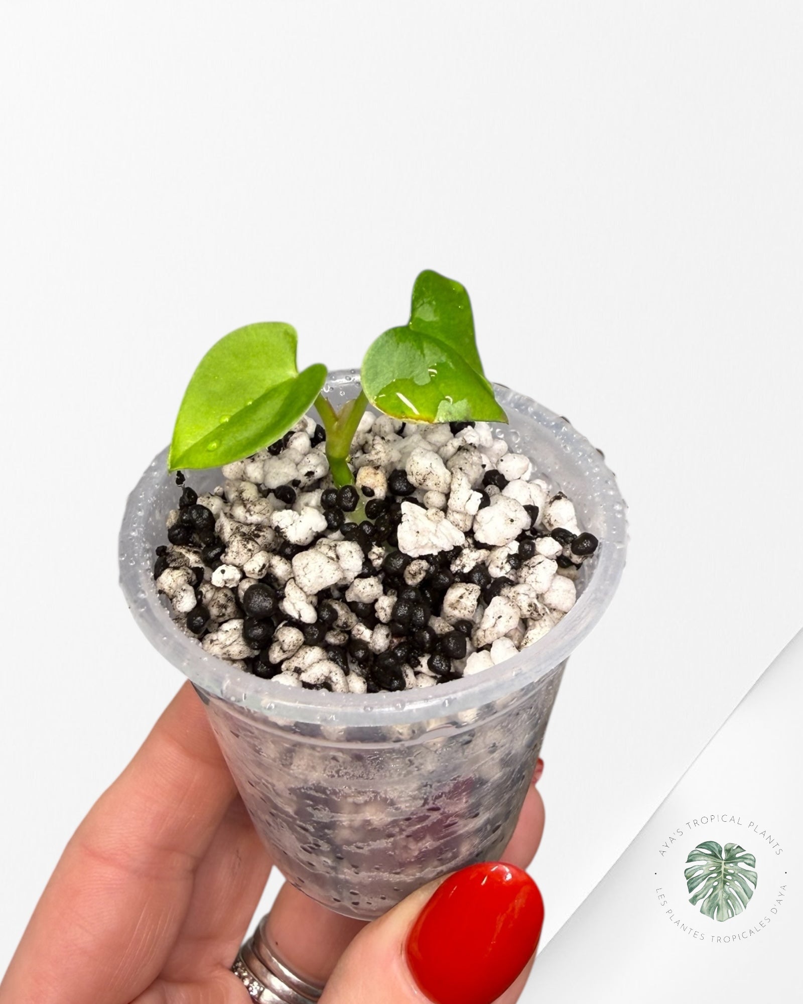 Anthurium Black Magic