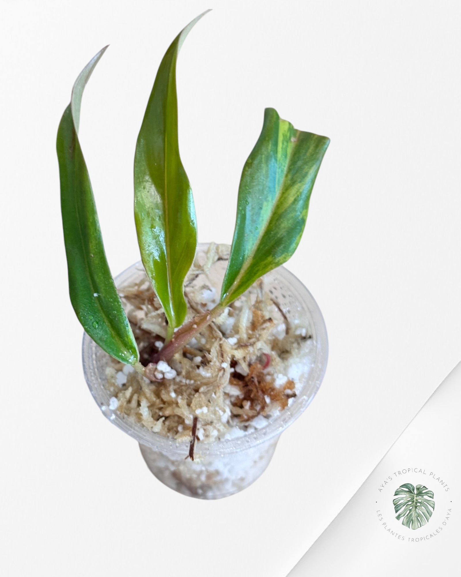 Philodendron Caramel Marble-LU2