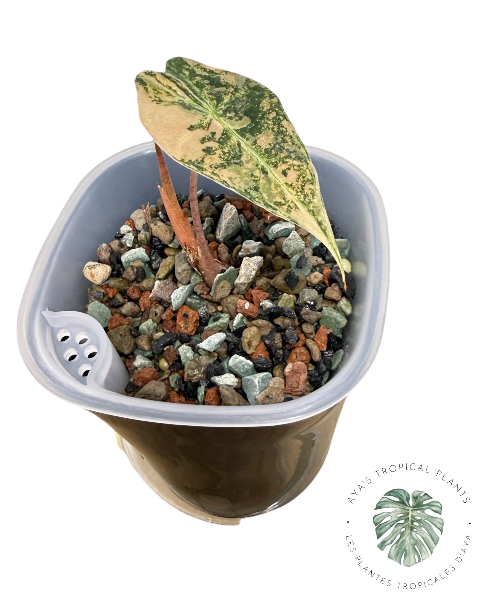 Alocasia Sanderiana ‘Bull’ Aurea Variegated