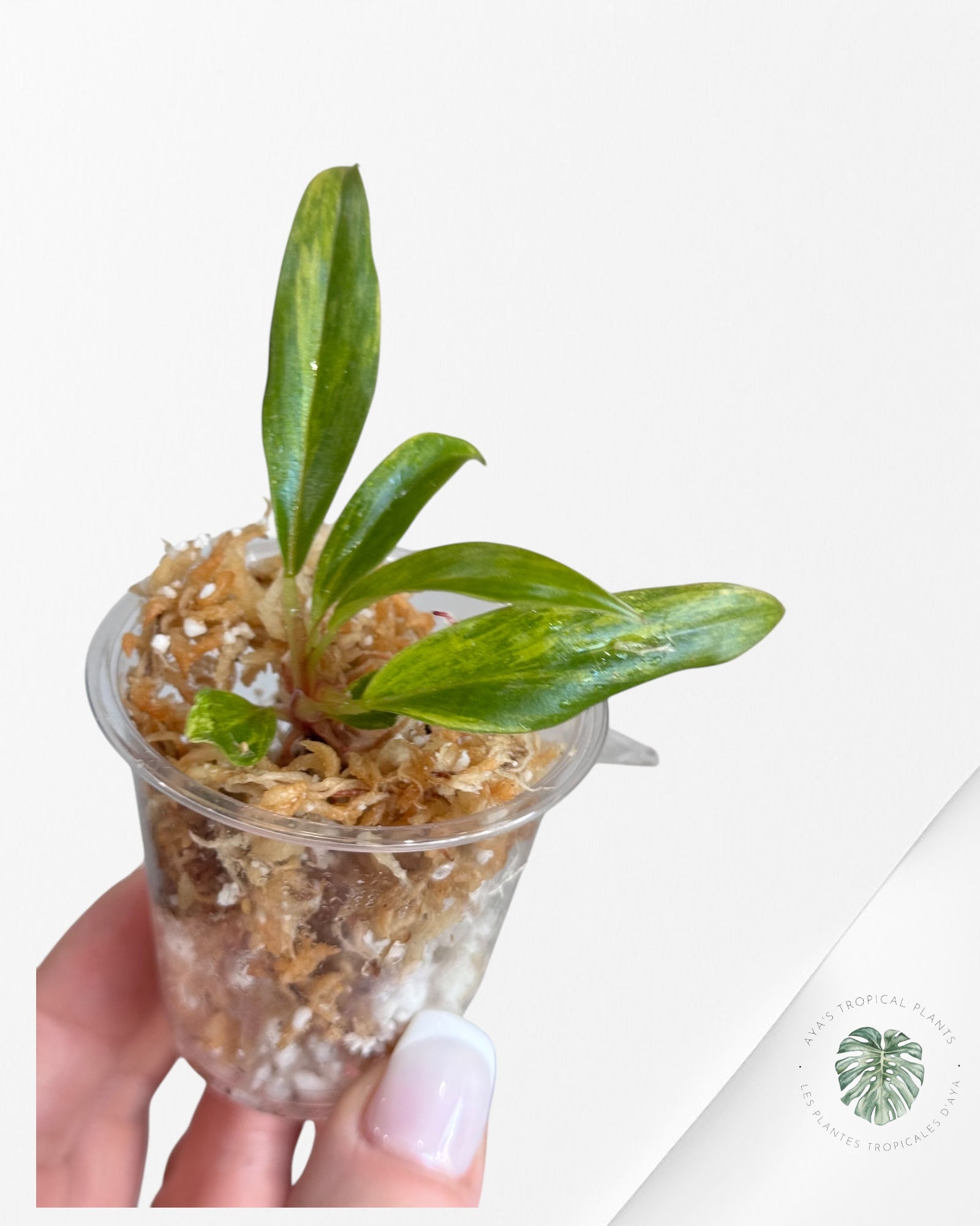 Philodendron Caramel Marble-LU3