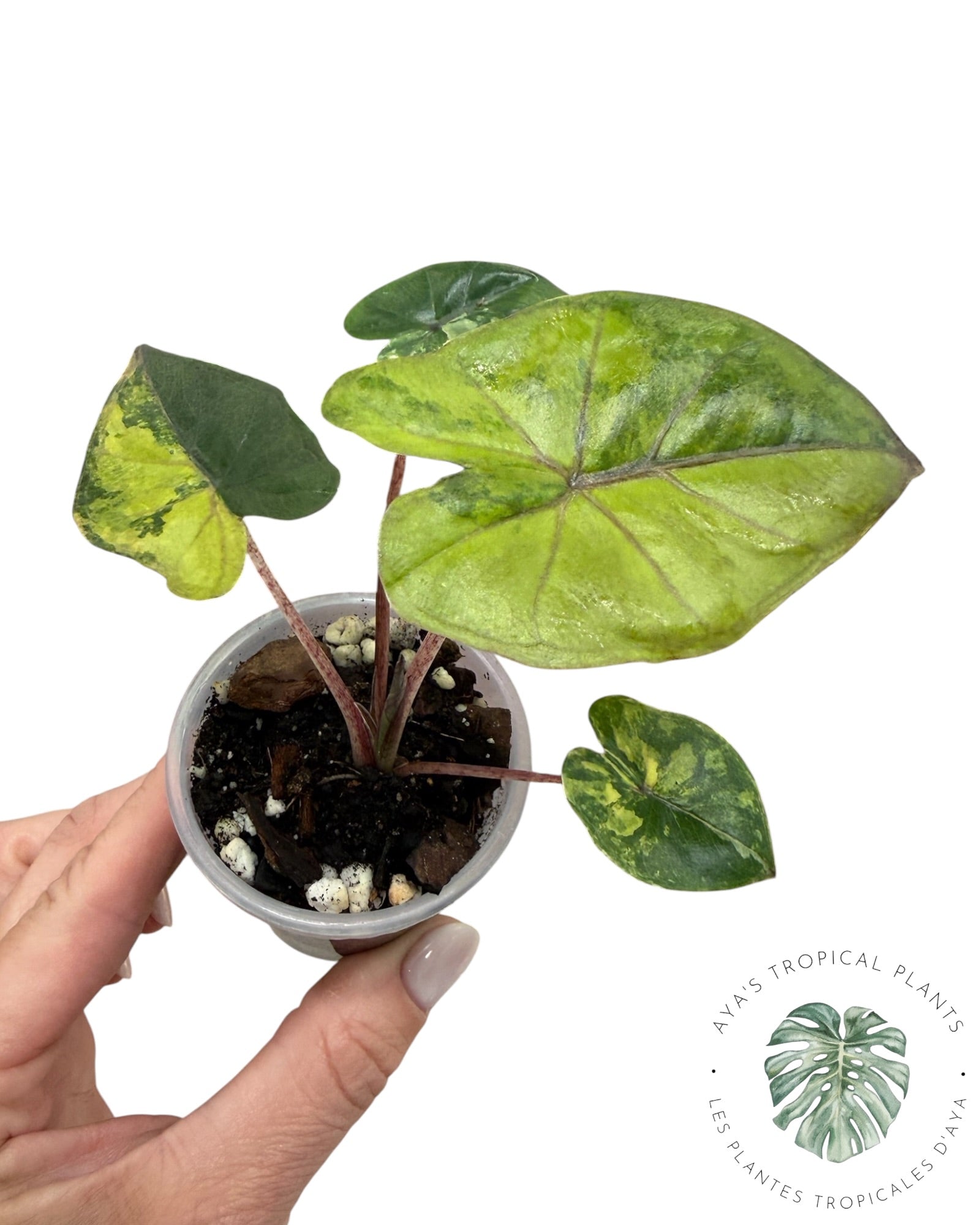 Alocasia Yucatan Aurea Variegated