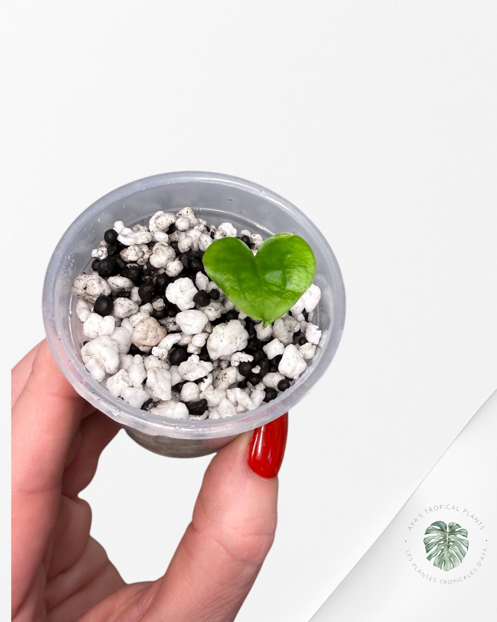 Anthurium Black Magic