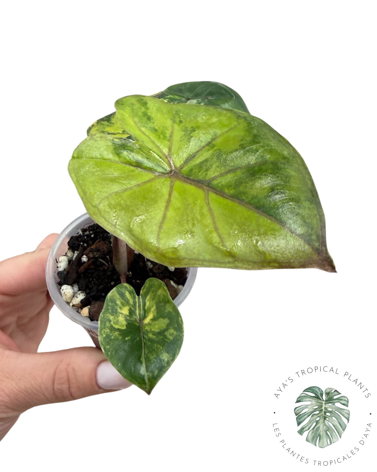 Alocasia Yucatan Aurea Variegated
