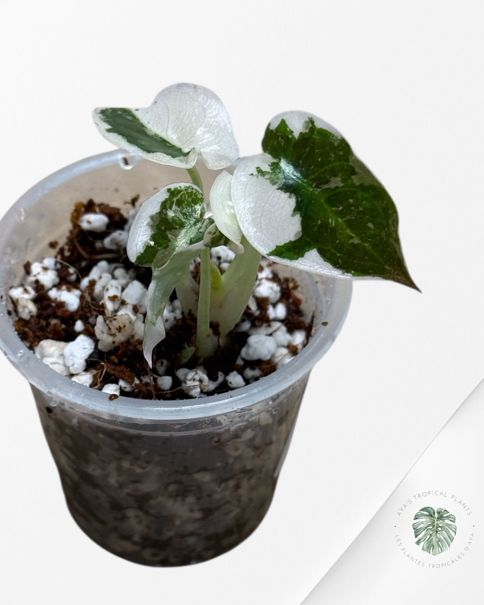 Alocasia Cuprea Rose Panaché-00