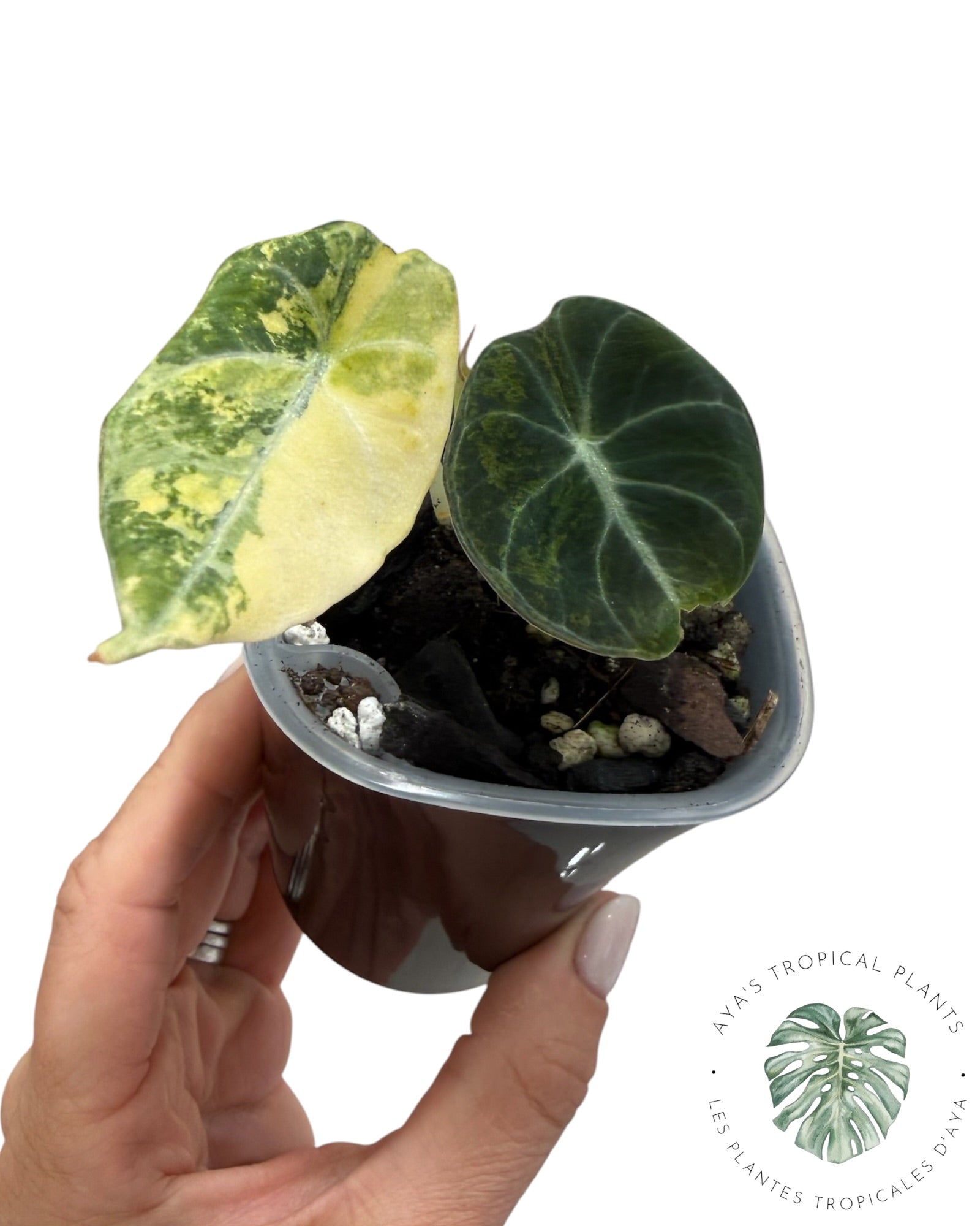 Alocasia Black Velvet Aurea Variegated