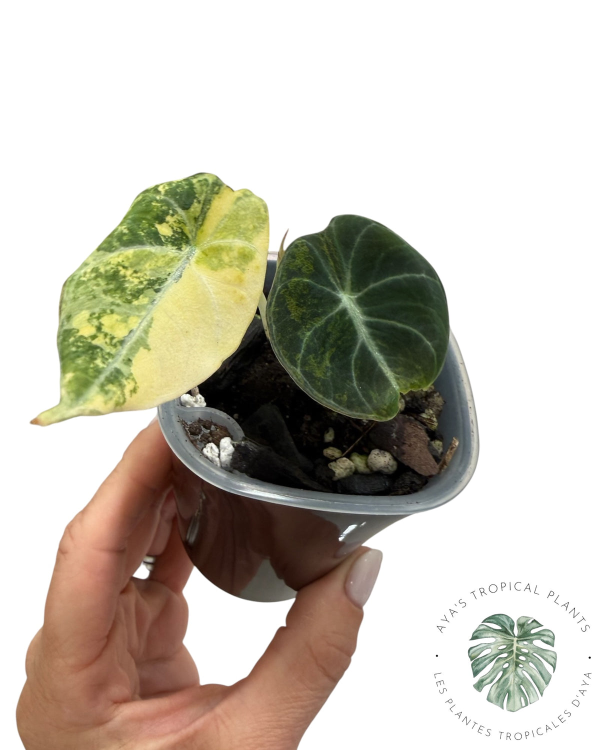 Alocasia Black Velvet Aurea Variegated