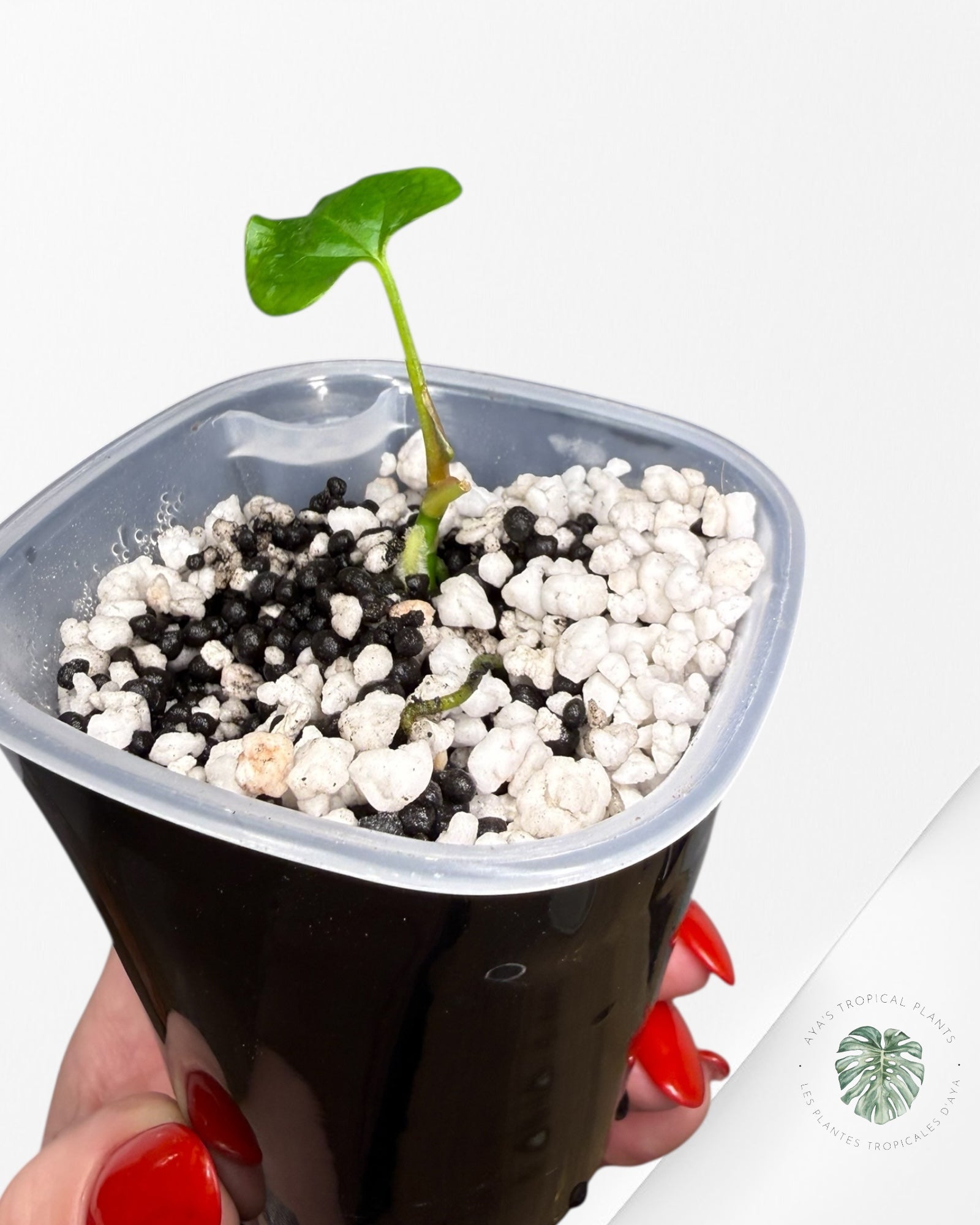 Anthurium Black Magic