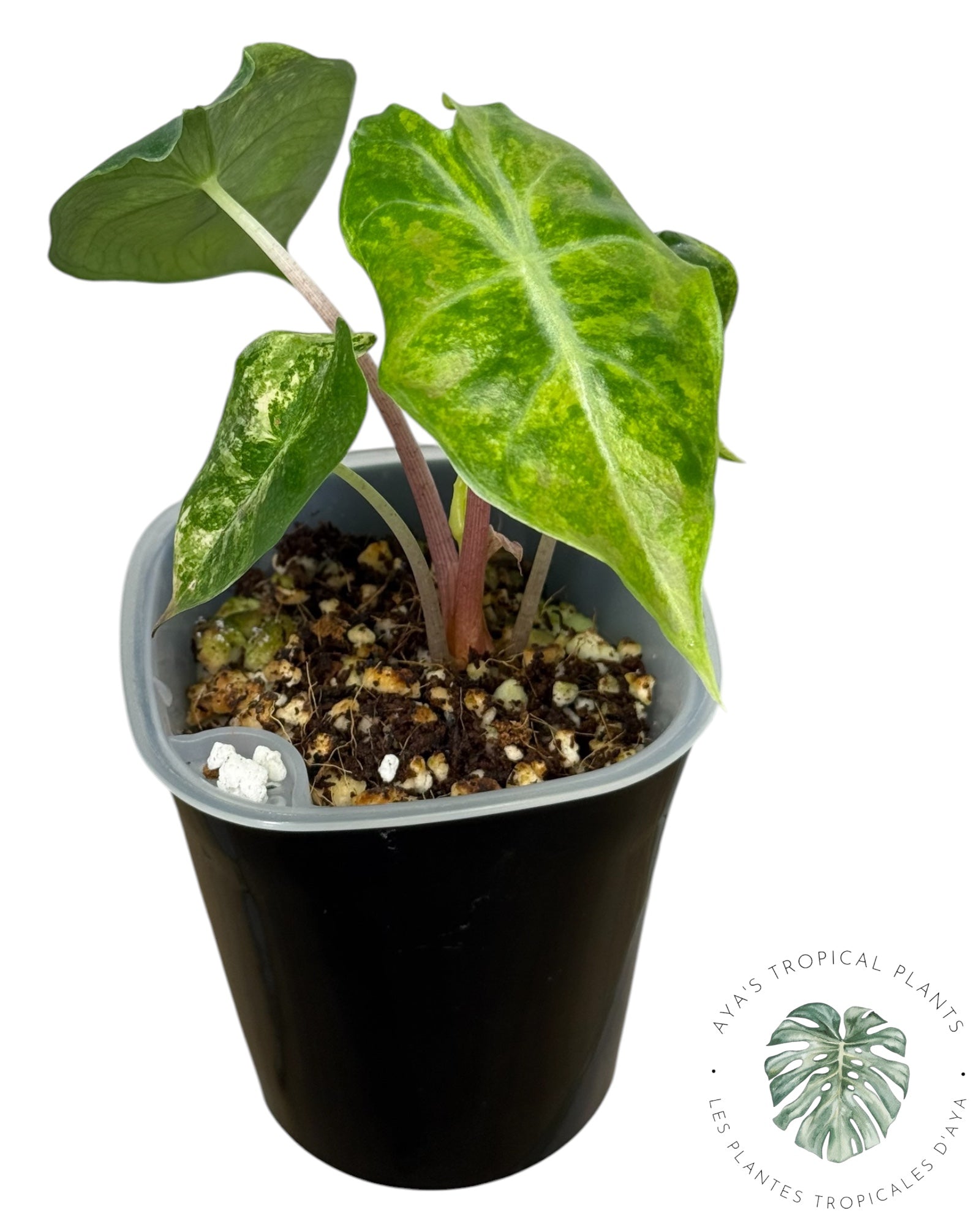 Alocasia Nairobi Night Tricolor