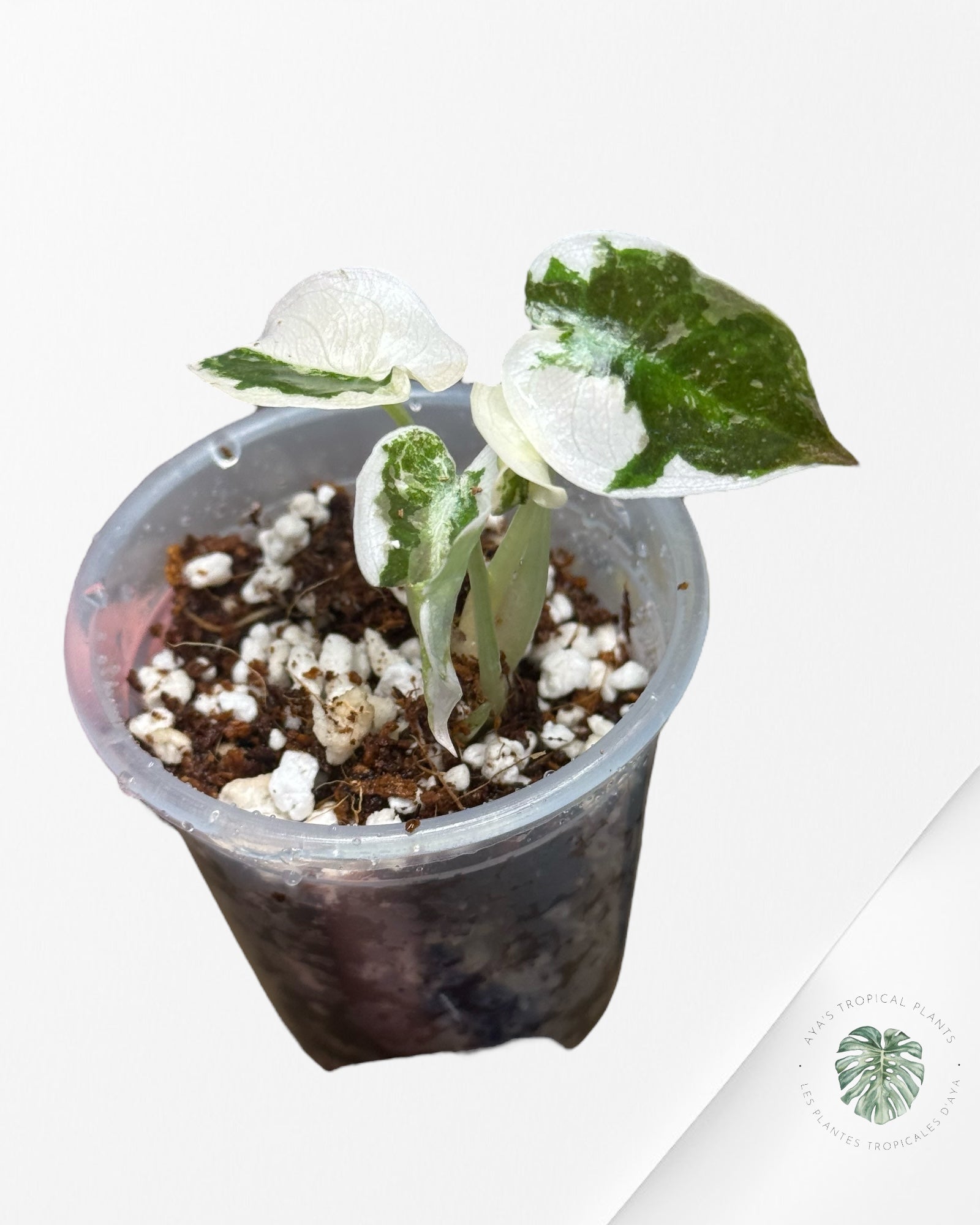 Alocasia Cuprea Rose Panaché-00