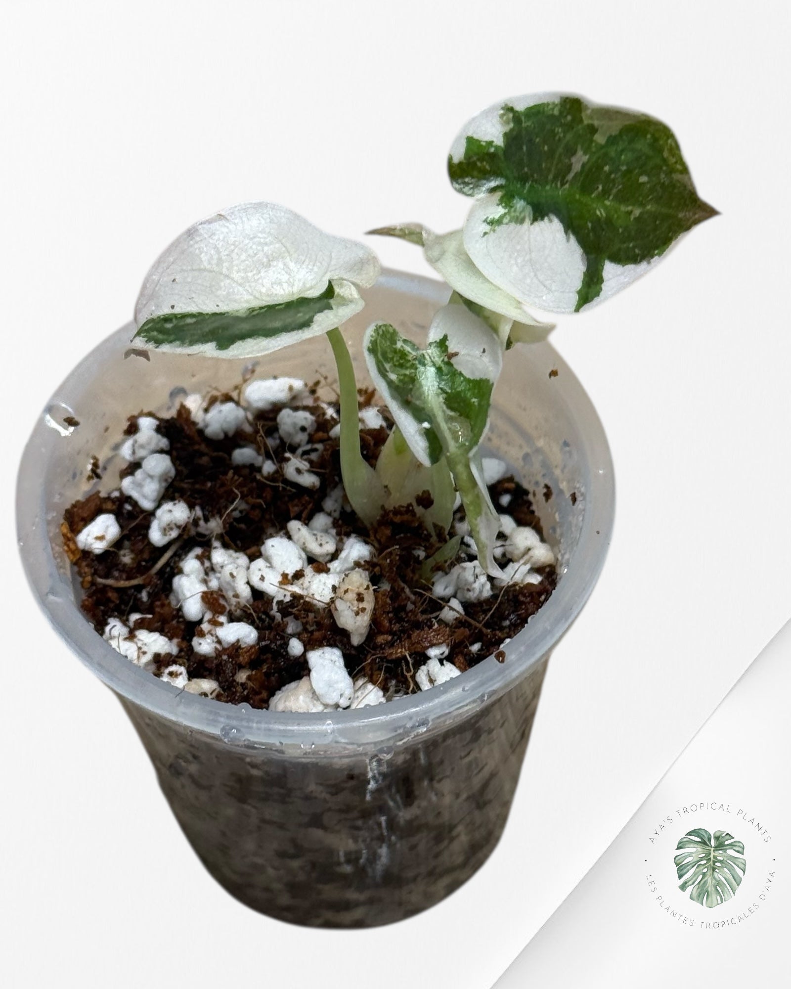 Alocasia Cuprea Rose Panaché-00