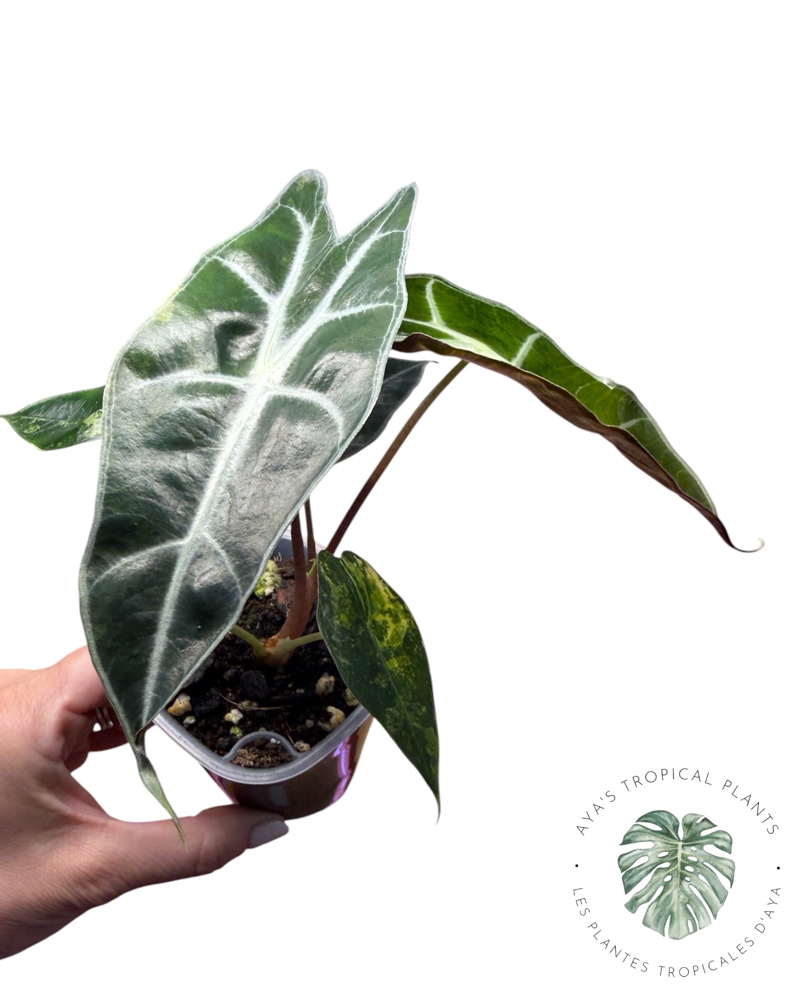 Alocasia Sanderiana ‘Bull’ Aurea Variégata
