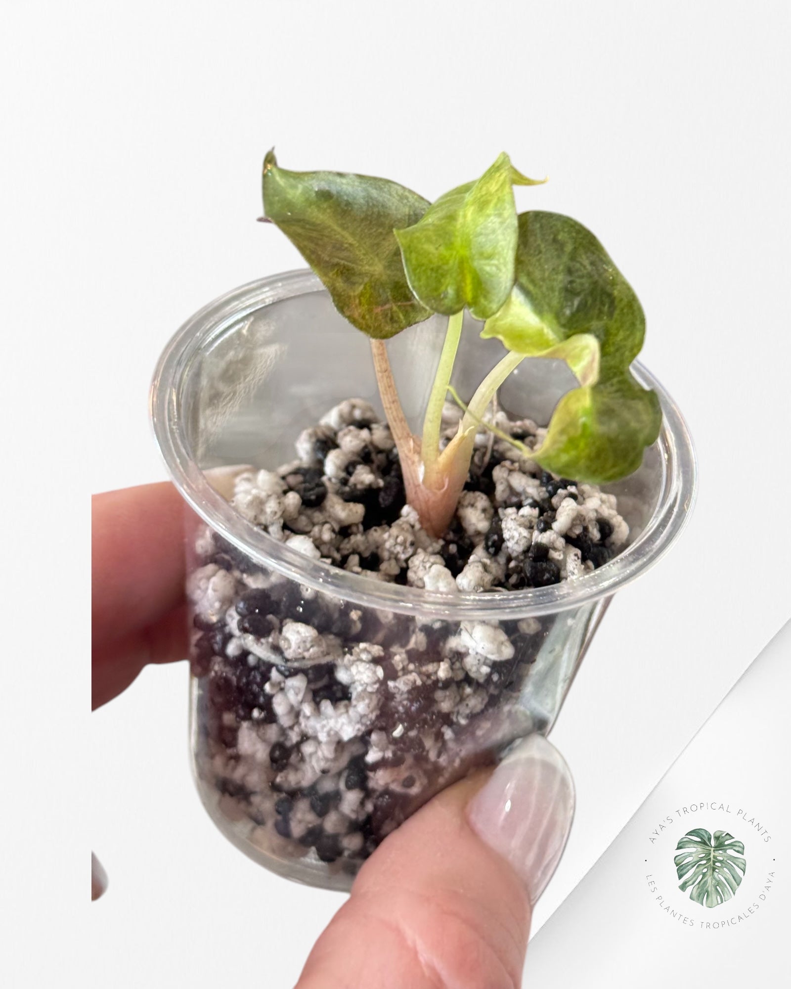 Alocasia Polly Aurea Variegated - LU1
