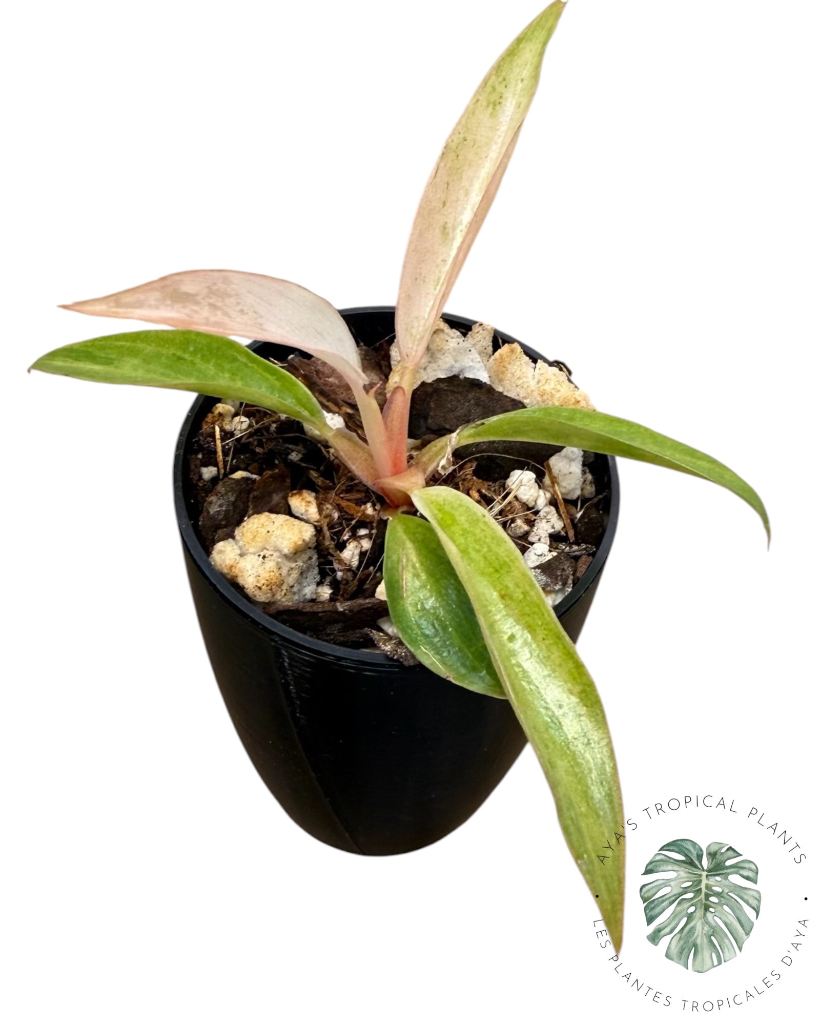 Philodendron Strawberry Caramel Variegated