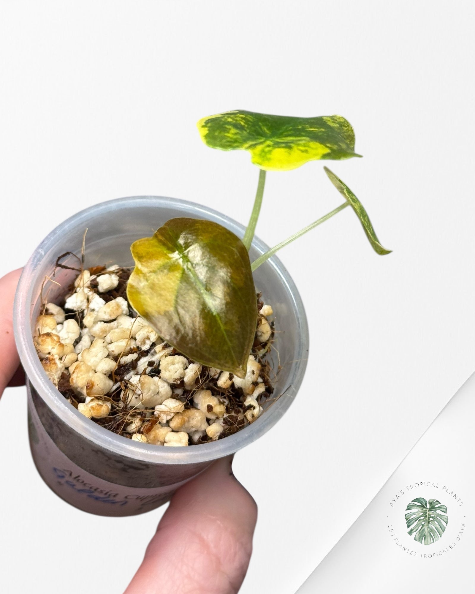 Alocasia Cuprea Golden Latte panaché - 01