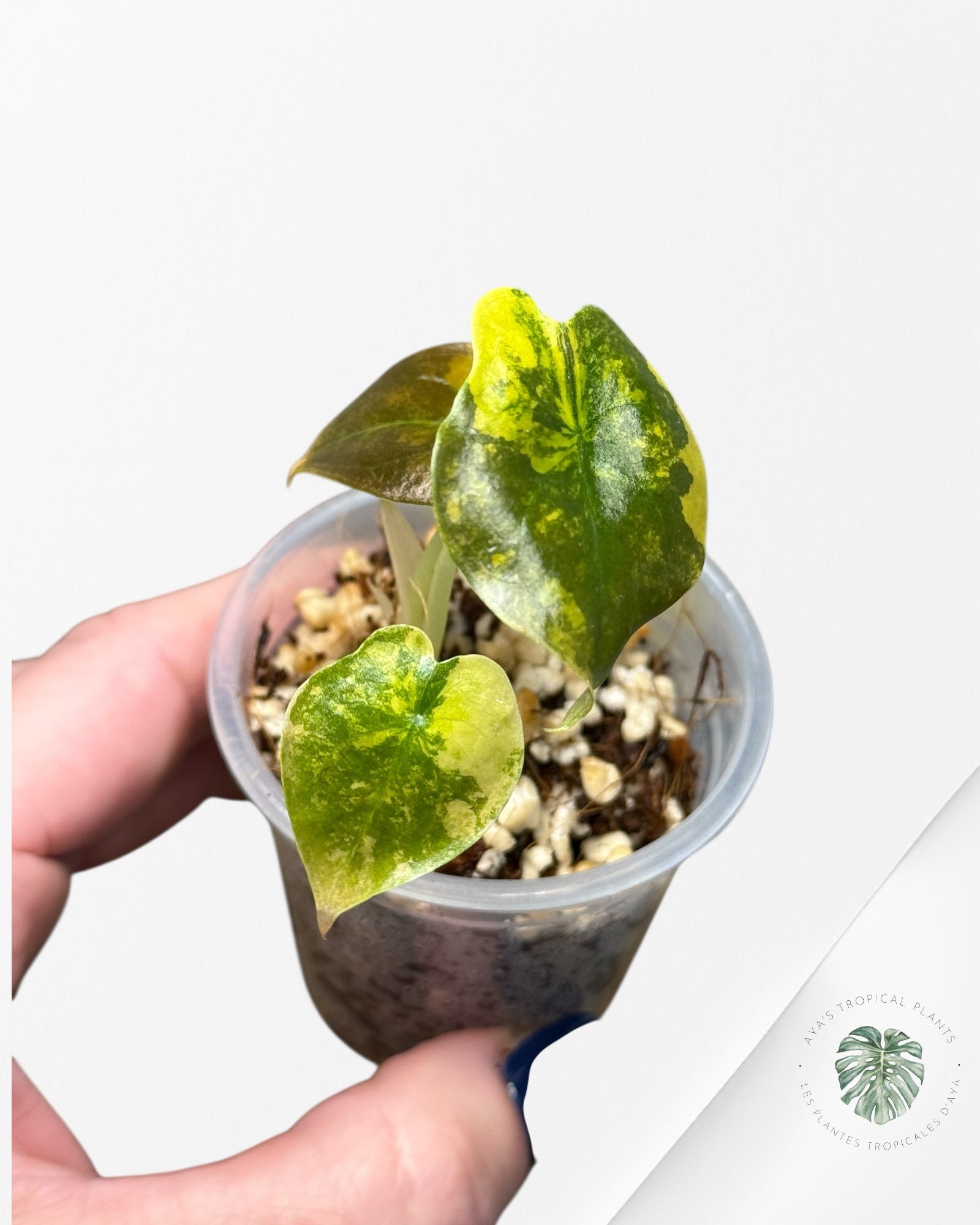 Alocasia Cuprea Golden Latte panaché - 01