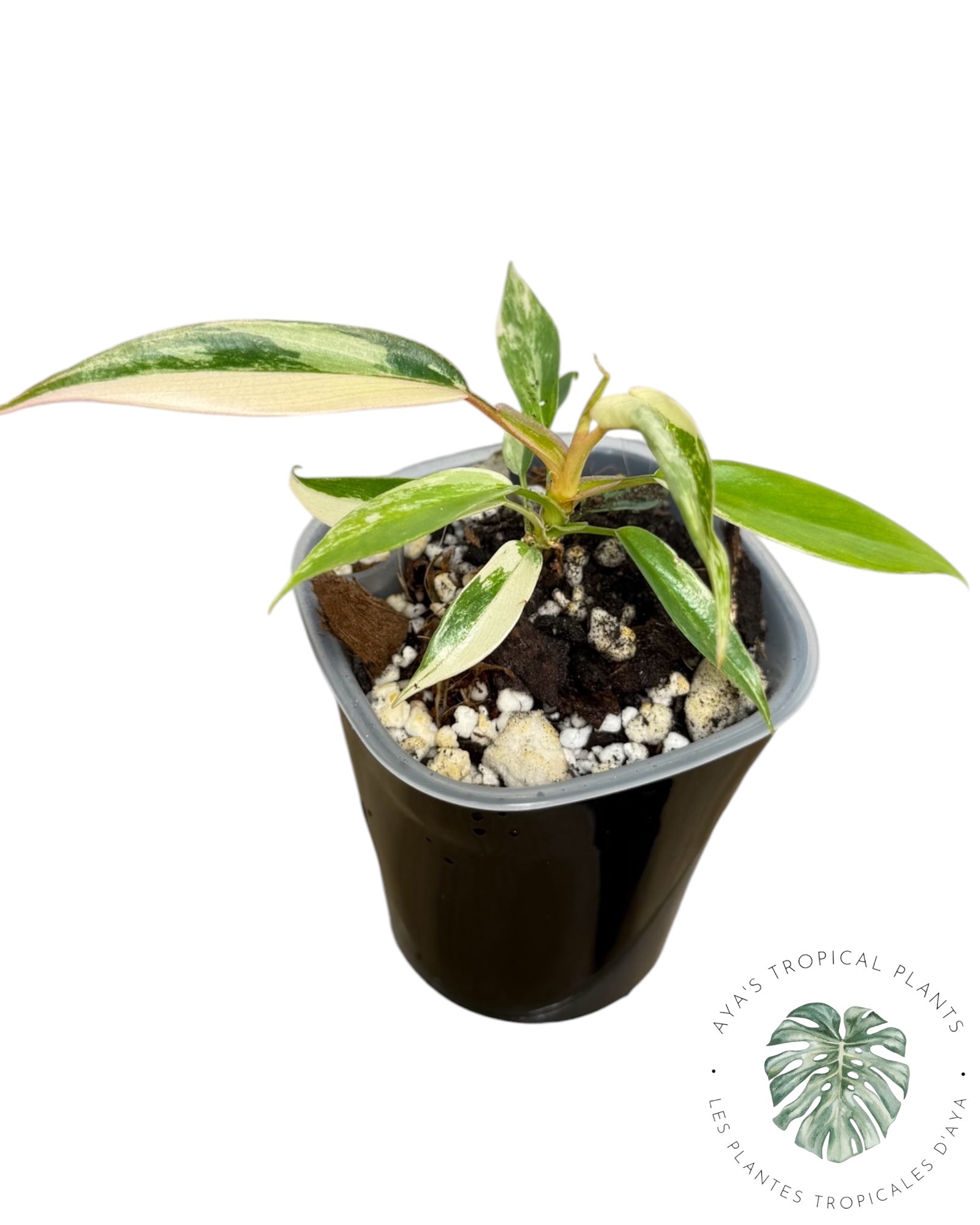 Philodendron Florida Beauty x Tortum