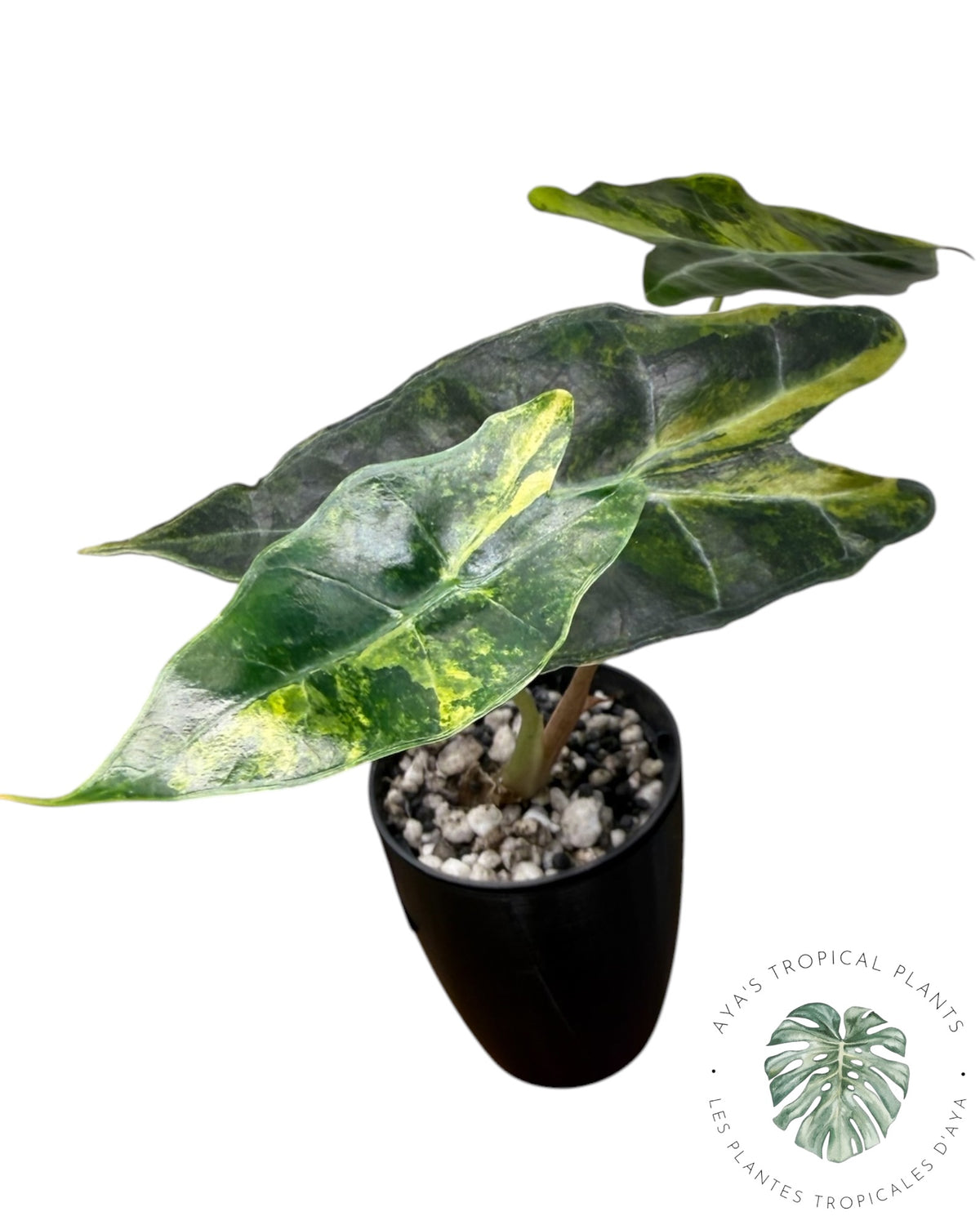 Alocasia Sanderiana ‘Bull’ Aurea Variégata