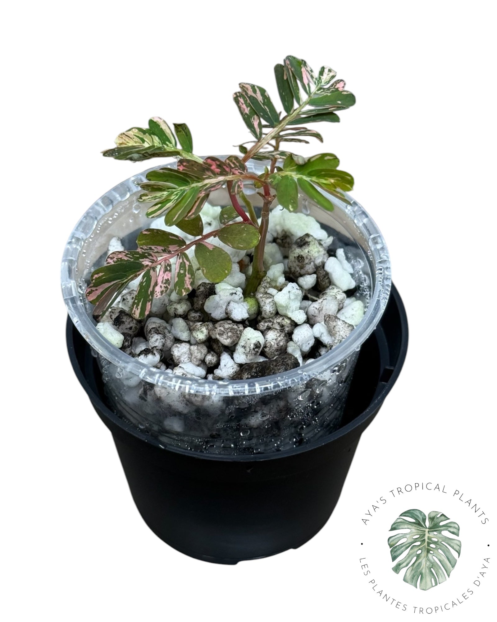 Phyllanthus urinaria 'Pink Variegated