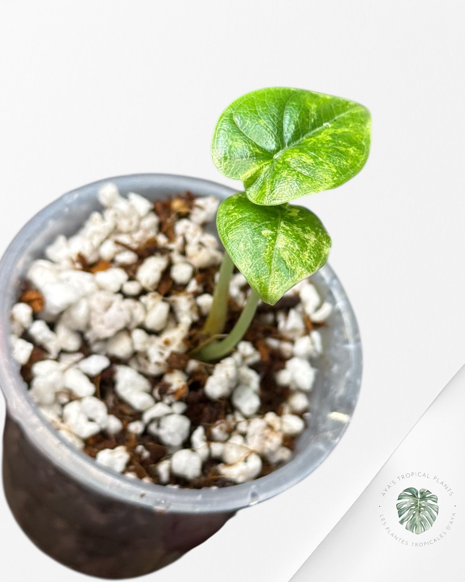 Alocasia Melo Variegated Aurea -1