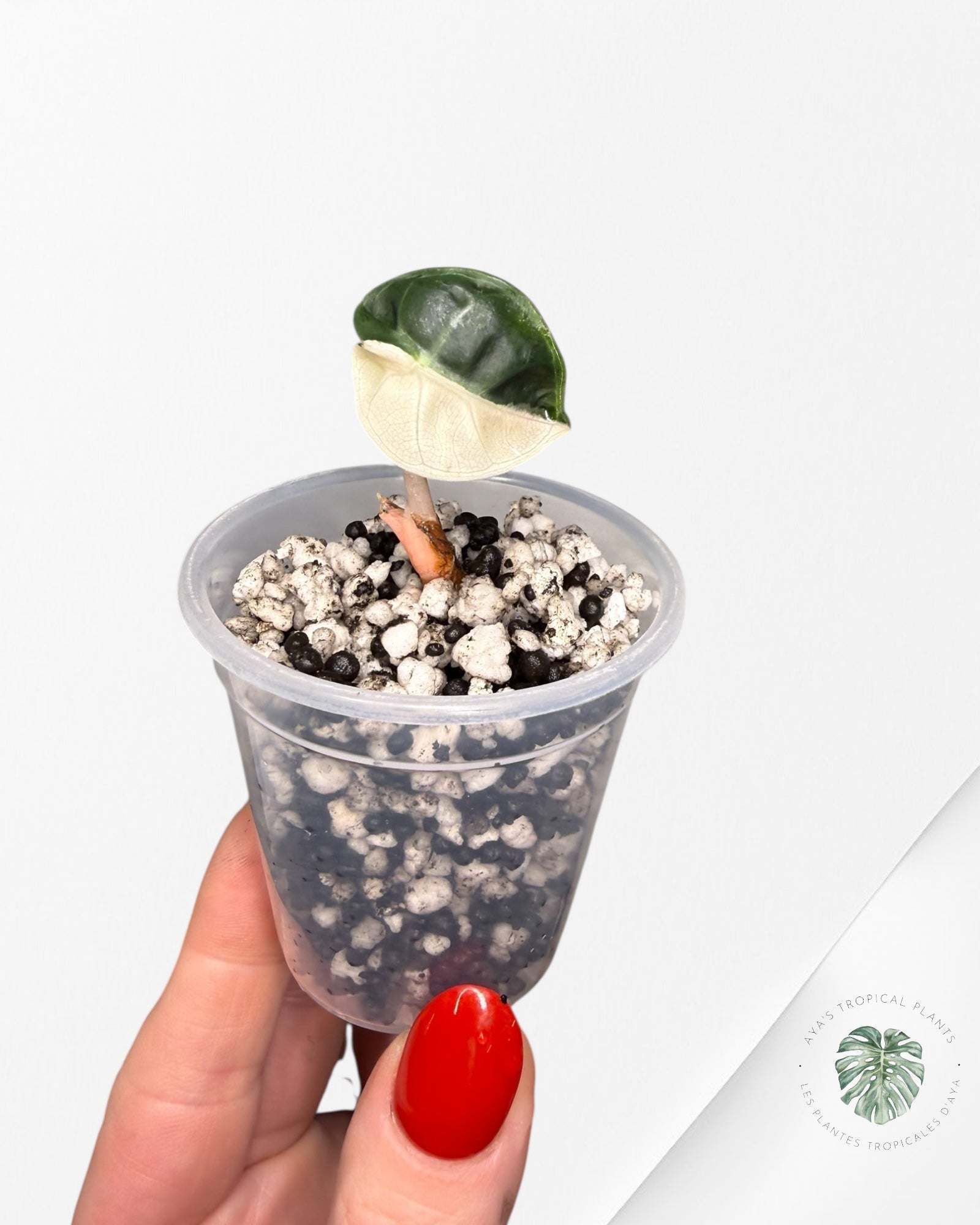 Alocasia Heart Balloon Pink variegated