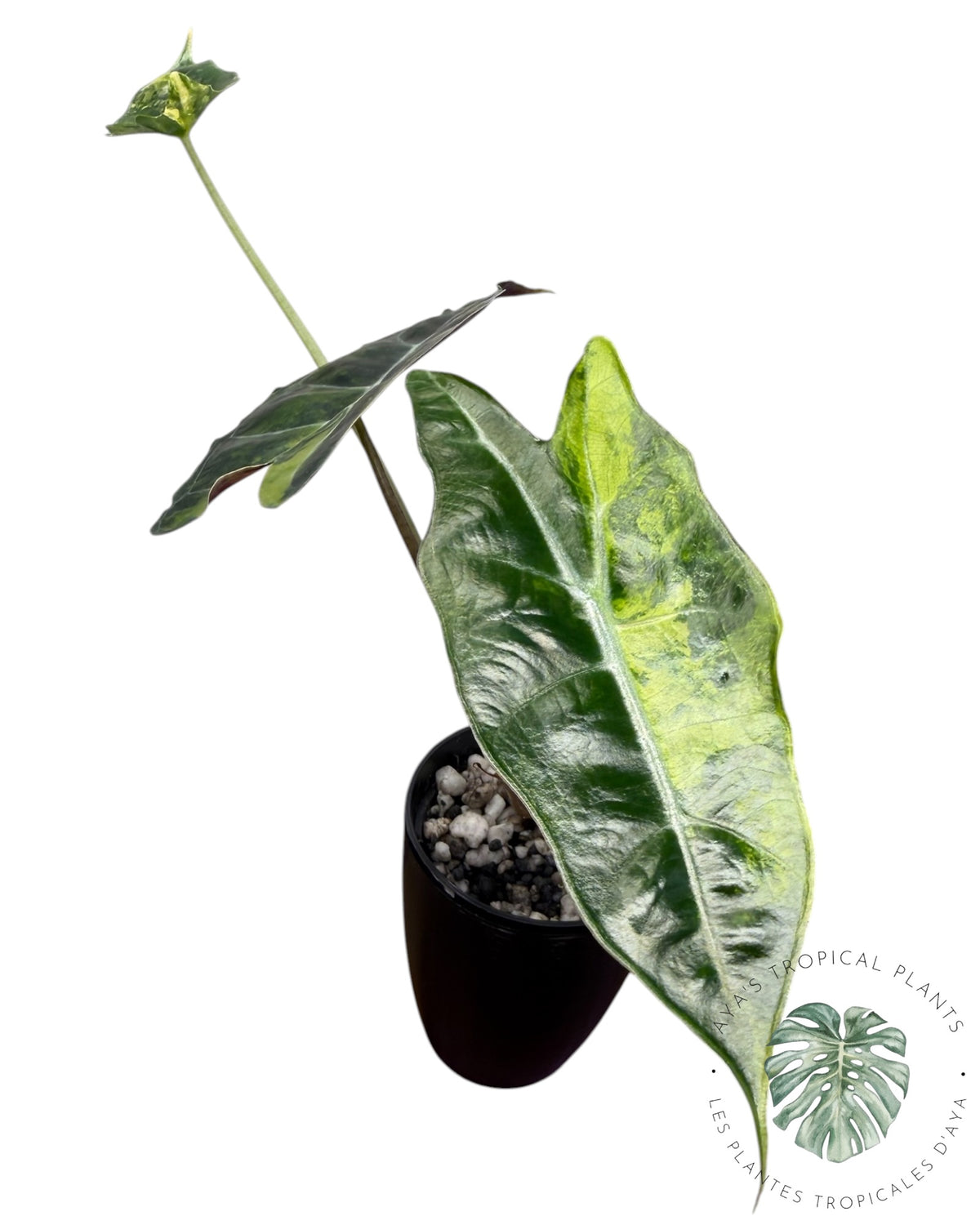 Alocasia Sanderiana ‘Bull’ Aurea Variégata
