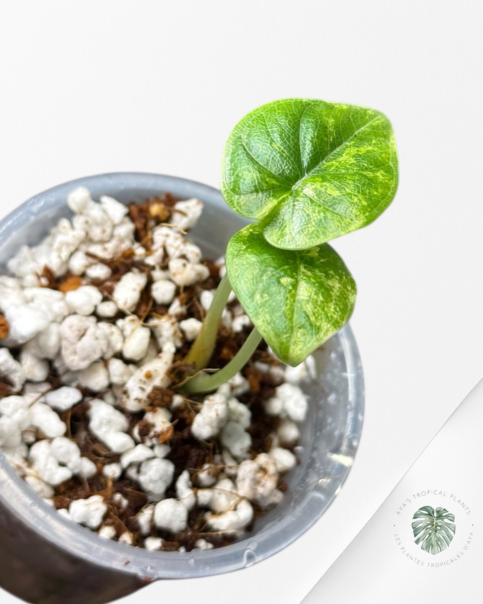 Alocasia Melo Variegated Aurea -1