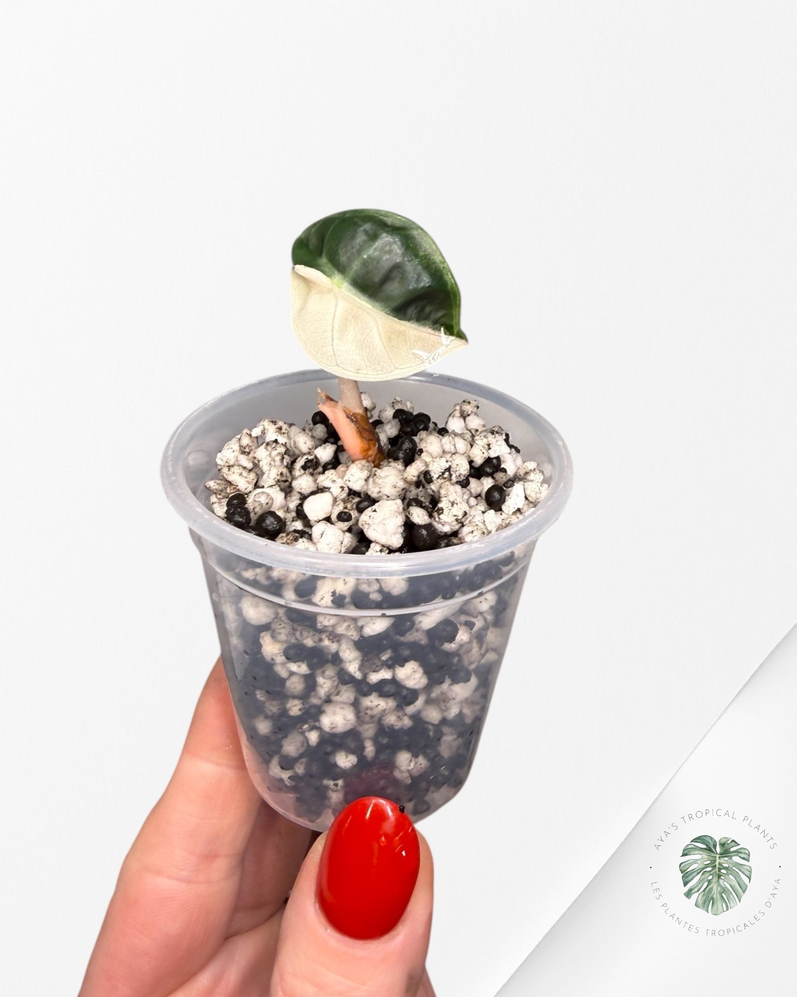 Alocasia Heart Balloon Pink variegated