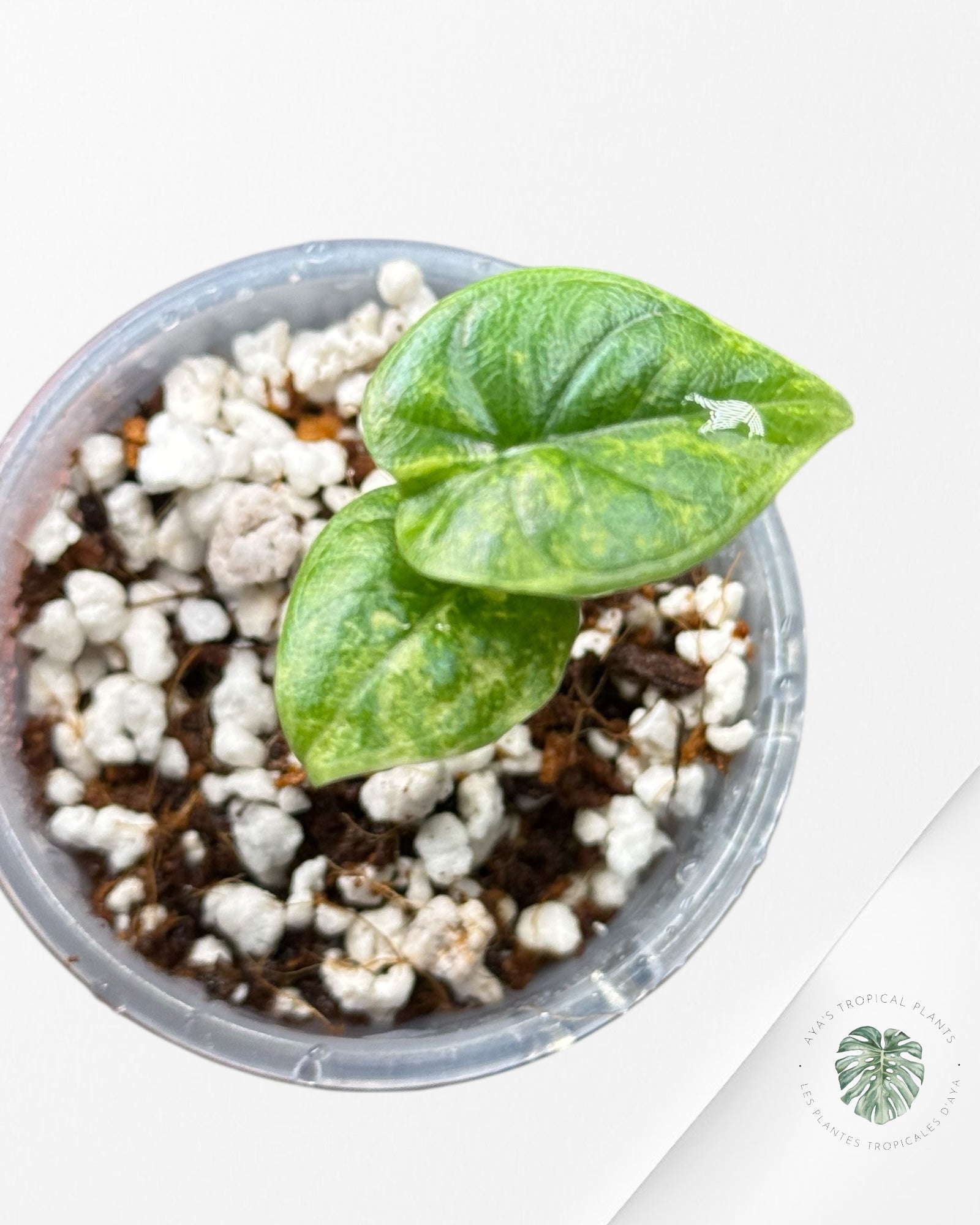Alocasia Melo Variegated Aurea -1