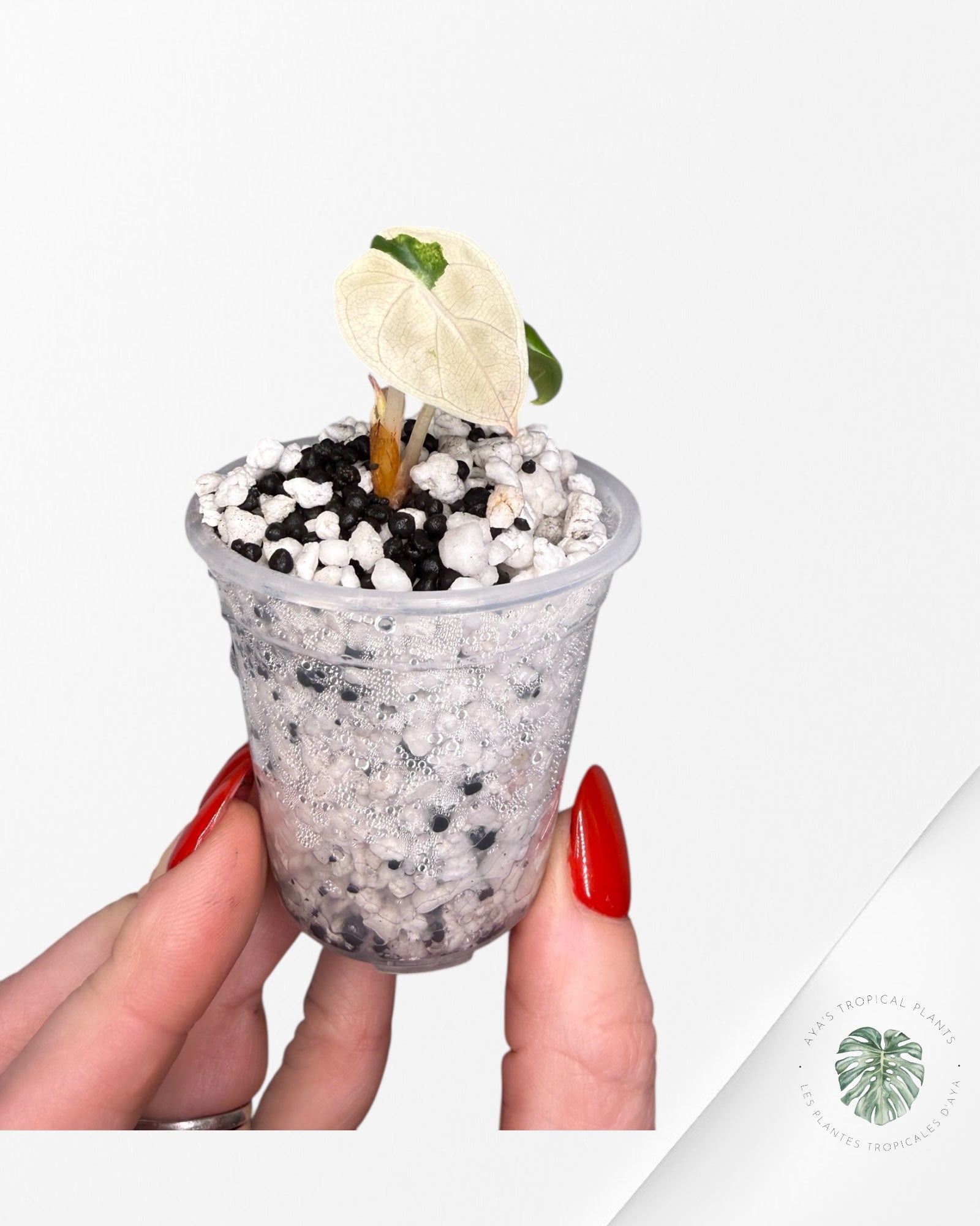 Alocasia Heart Balloon Pink variegated