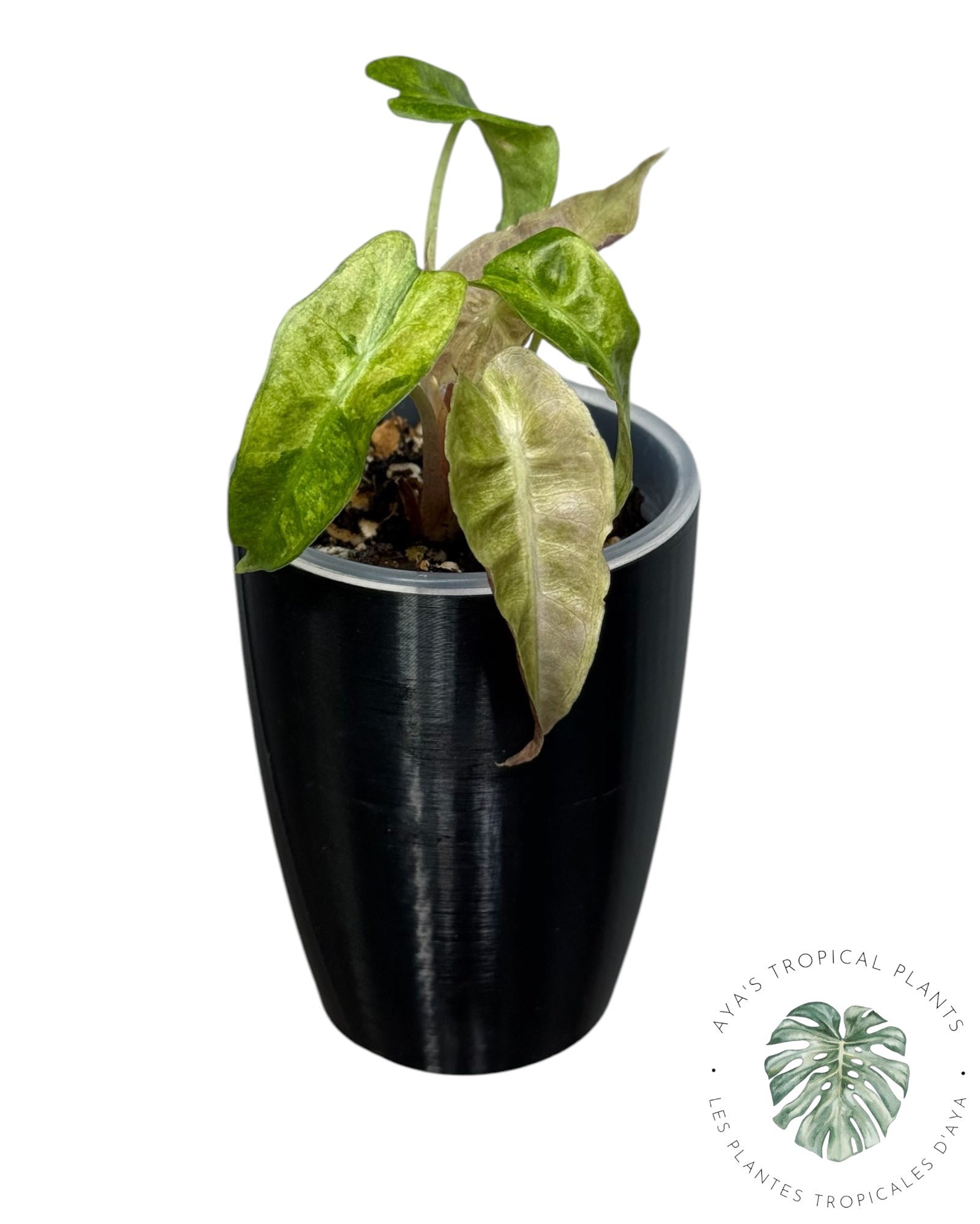 Alocasia Polly Aurea Variegated