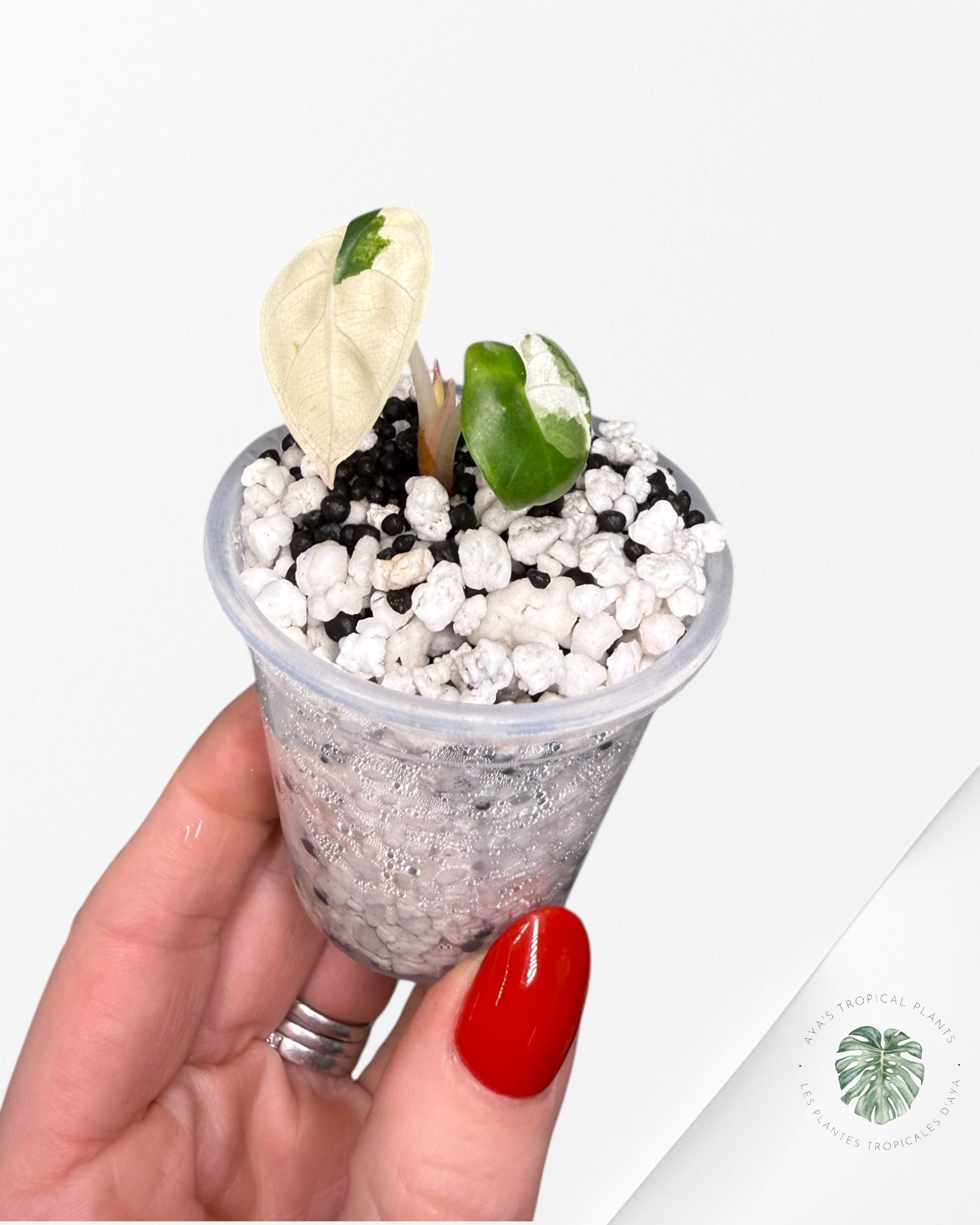 Alocasia Heart Balloon Pink variegated