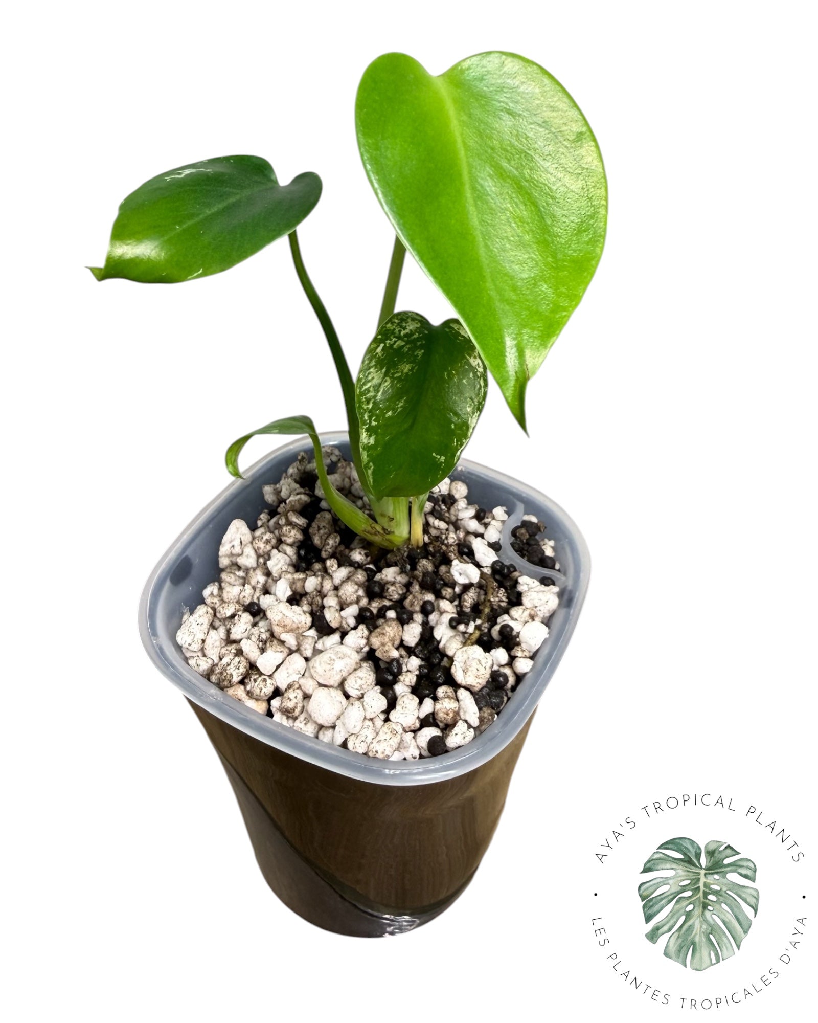 Monstera Deliciosa 'Devil Monster'