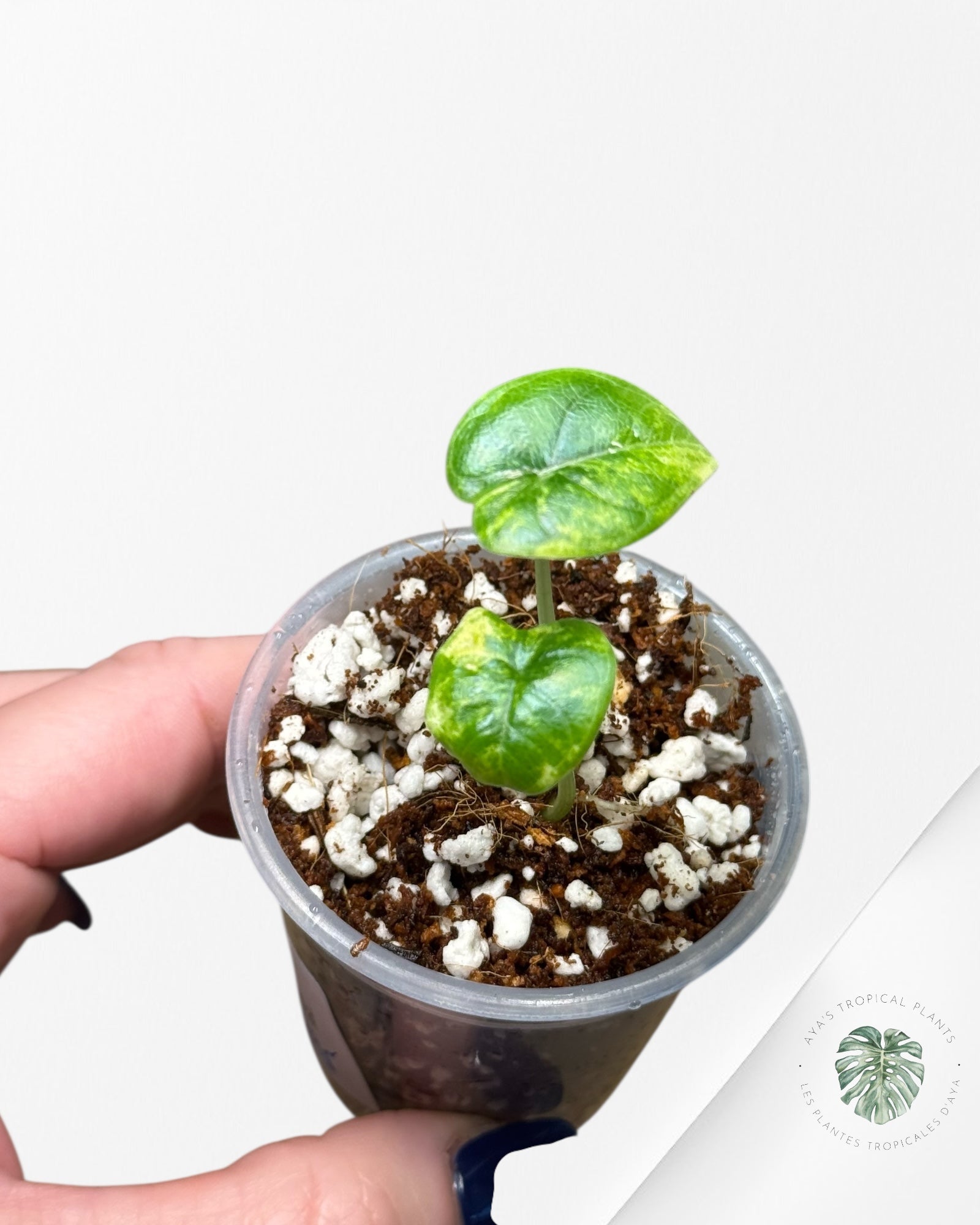 Alocasia Melo Variegated Aurea -2