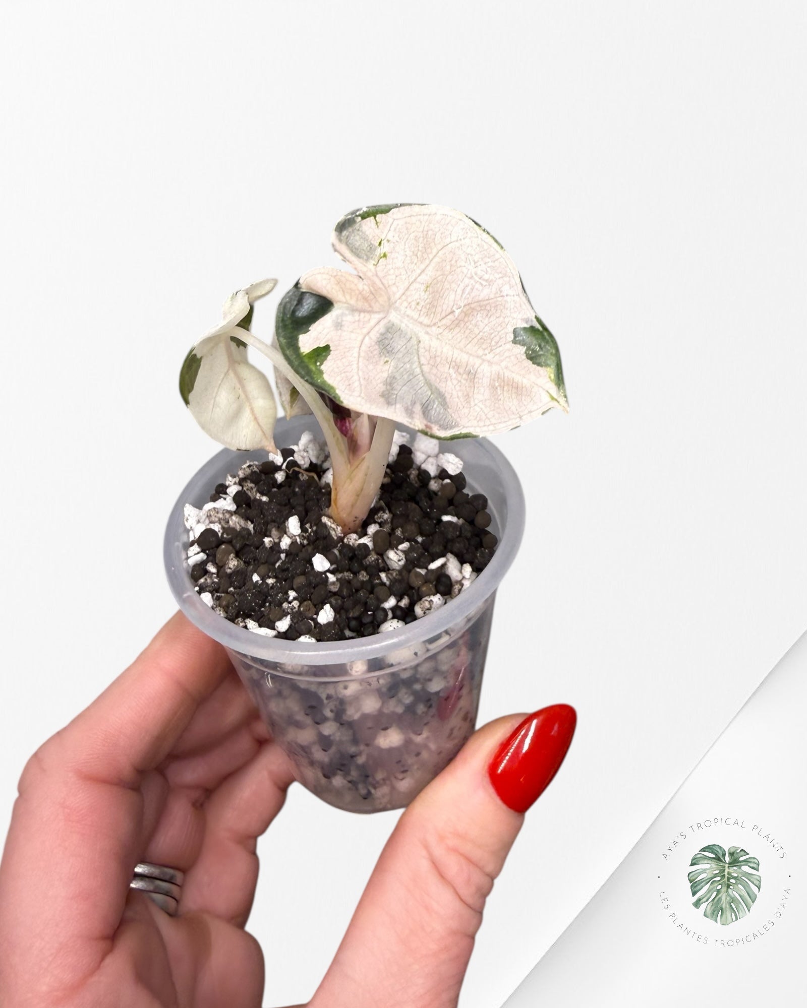 Alocasia Heart Balloon Pink variegated