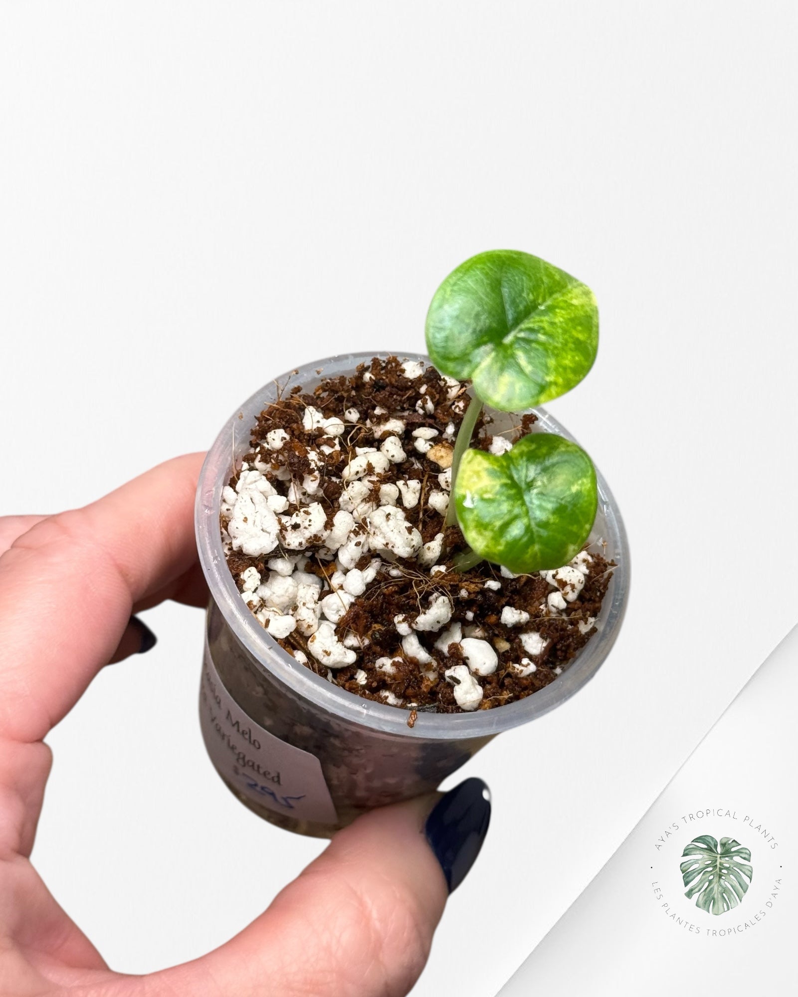 Alocasia Melo Variegated Aurea -2